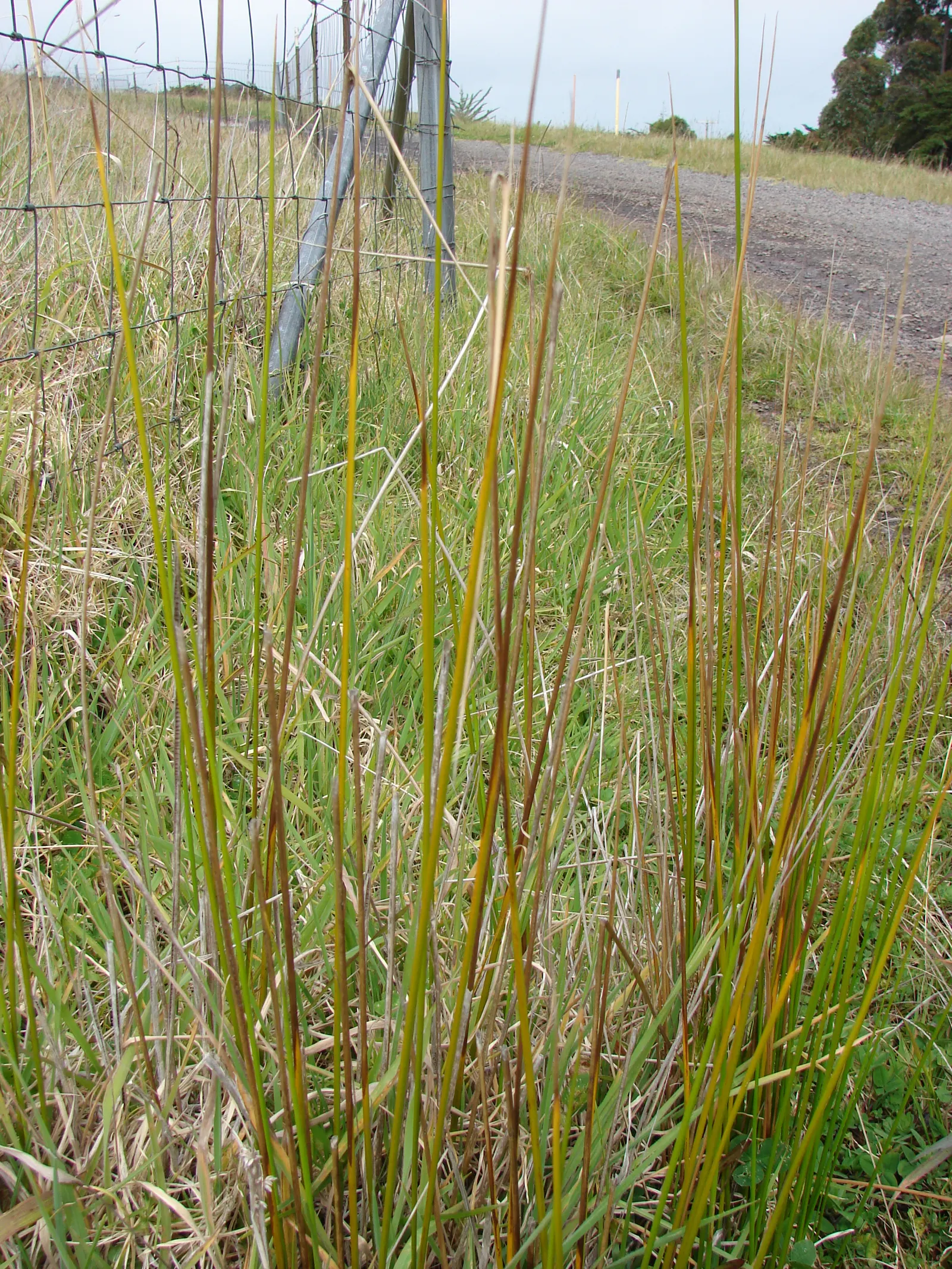 Australian Silver Rush (Juncus Polyanthemos) — Hardy in USDA zones 8-11, it's an excellent choice for modern and naturalistic landscapes