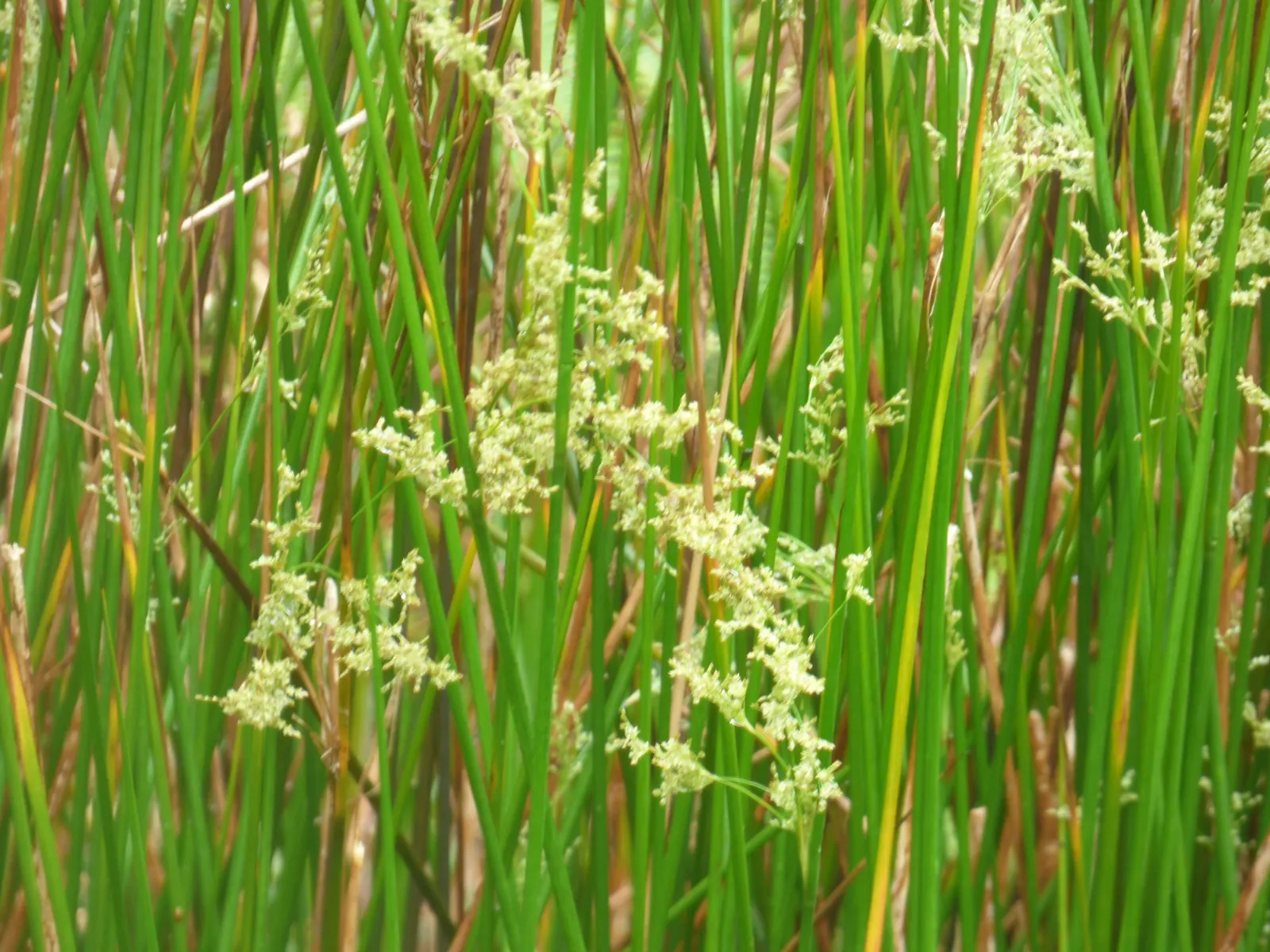 Australian Silver Rush (Juncus Polyanthemos) — Refined silvery-blue, rush-like foliage, forms erect tufts up to 2-3 feet high and 1-2 feet wide