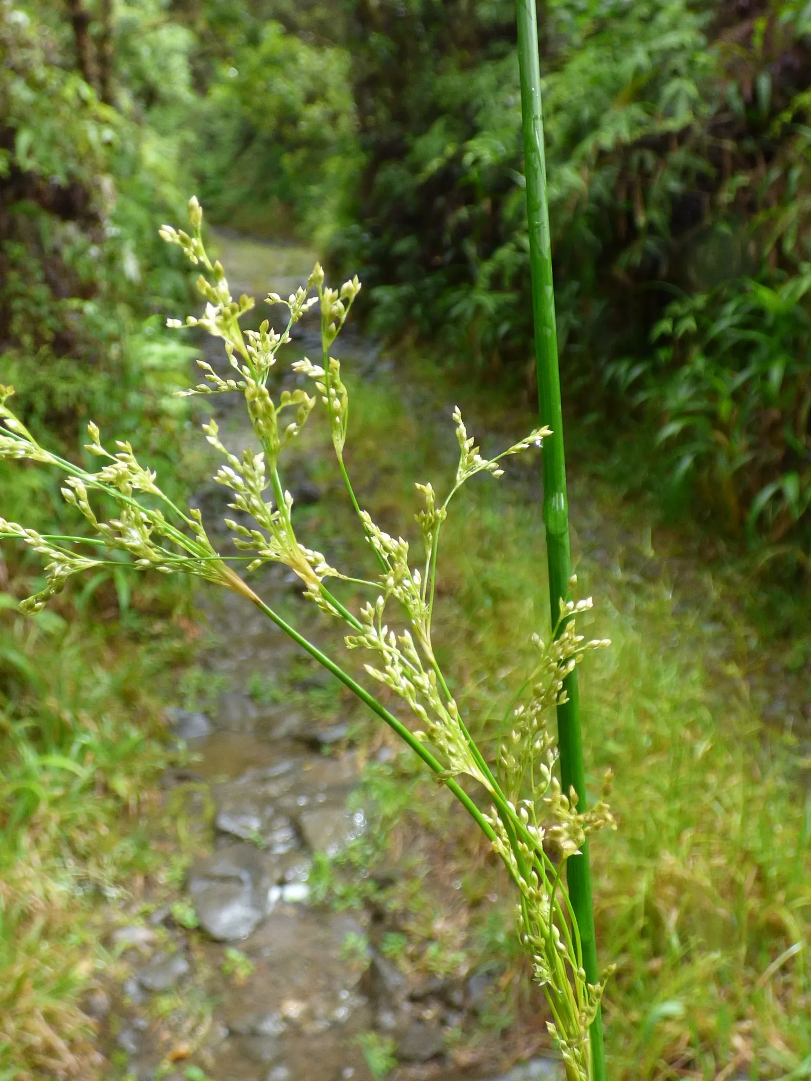 Australian Silver Rush (Juncus Polyanthemos) — Hardy in USDA zones 8-11, it's an excellent choice for modern and naturalistic landscapes; minimal maintenance