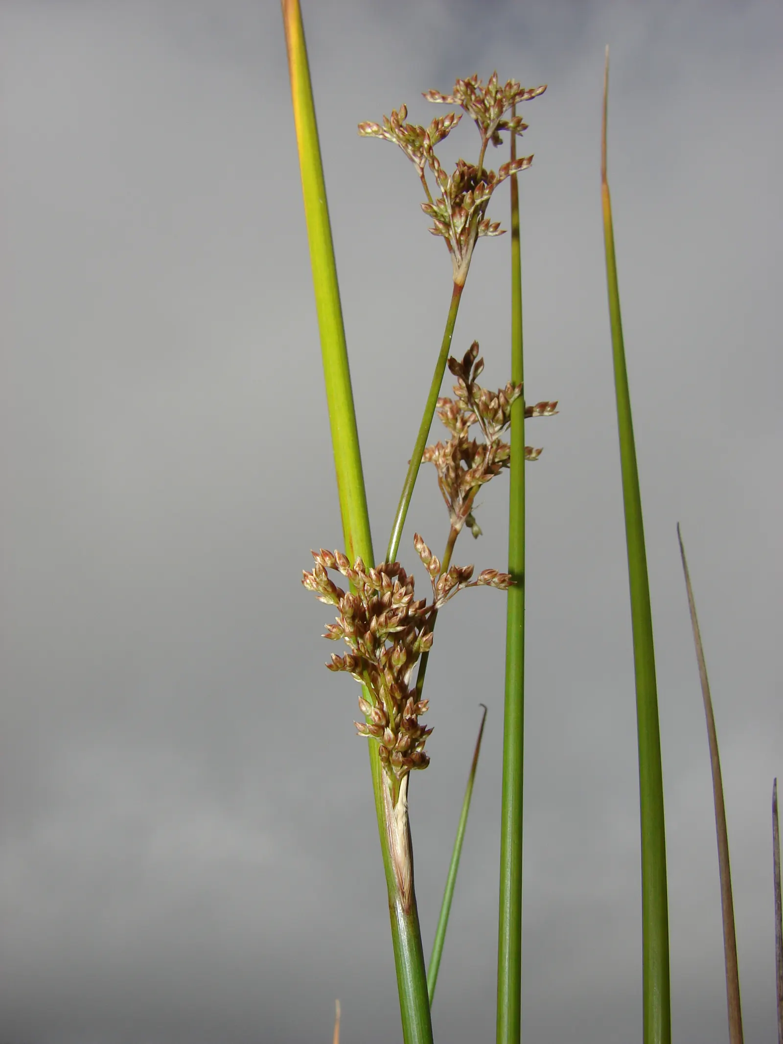 Australian Silver Rush (Juncus Polyanthemos) — Ideal for water-wise gardens, it provides striking texture and year-round interest; silvery hue to the landscape
