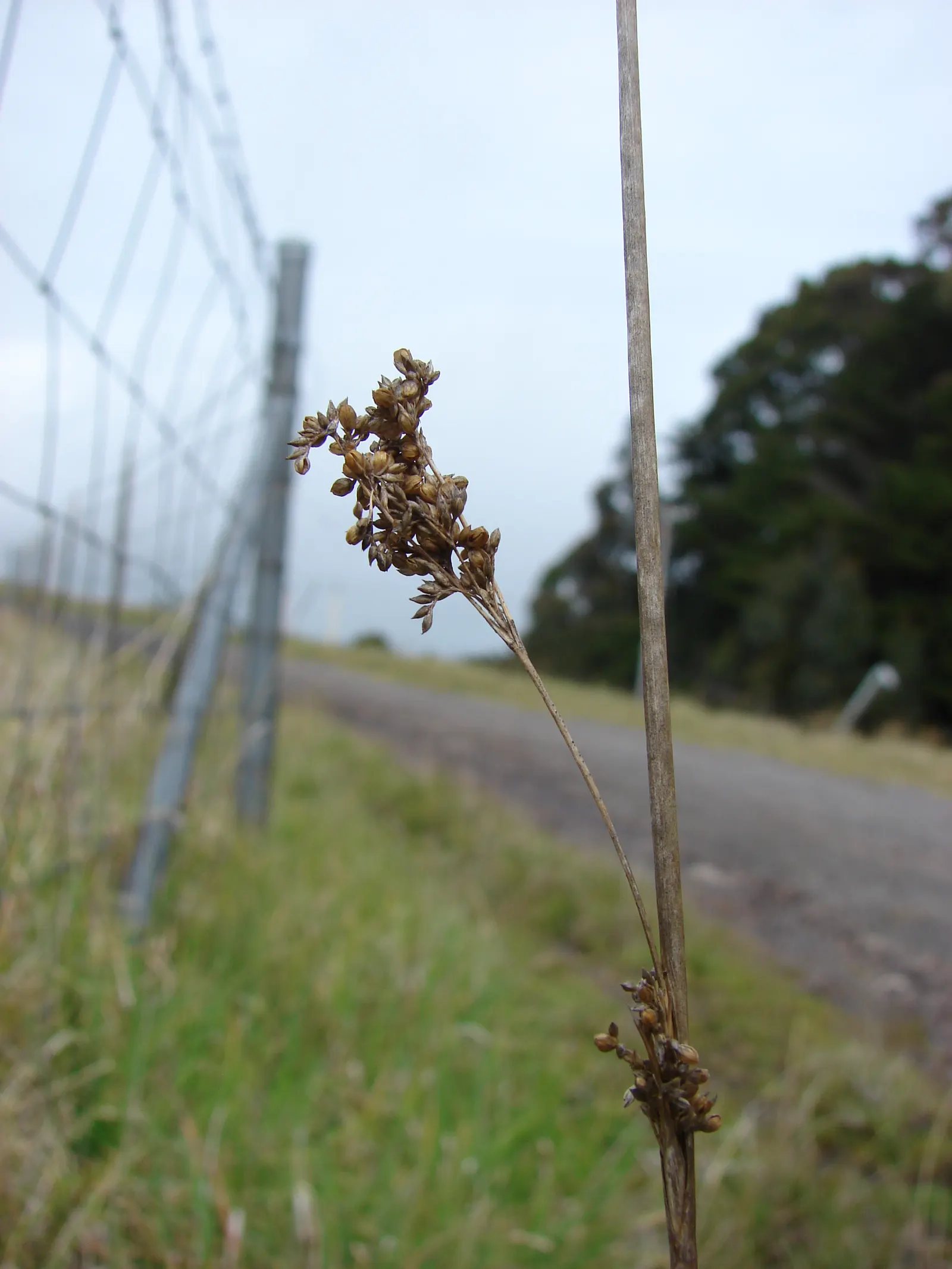 Australian Silver Rush (Juncus Polyanthemos) — offering habitat and resources for local fauna