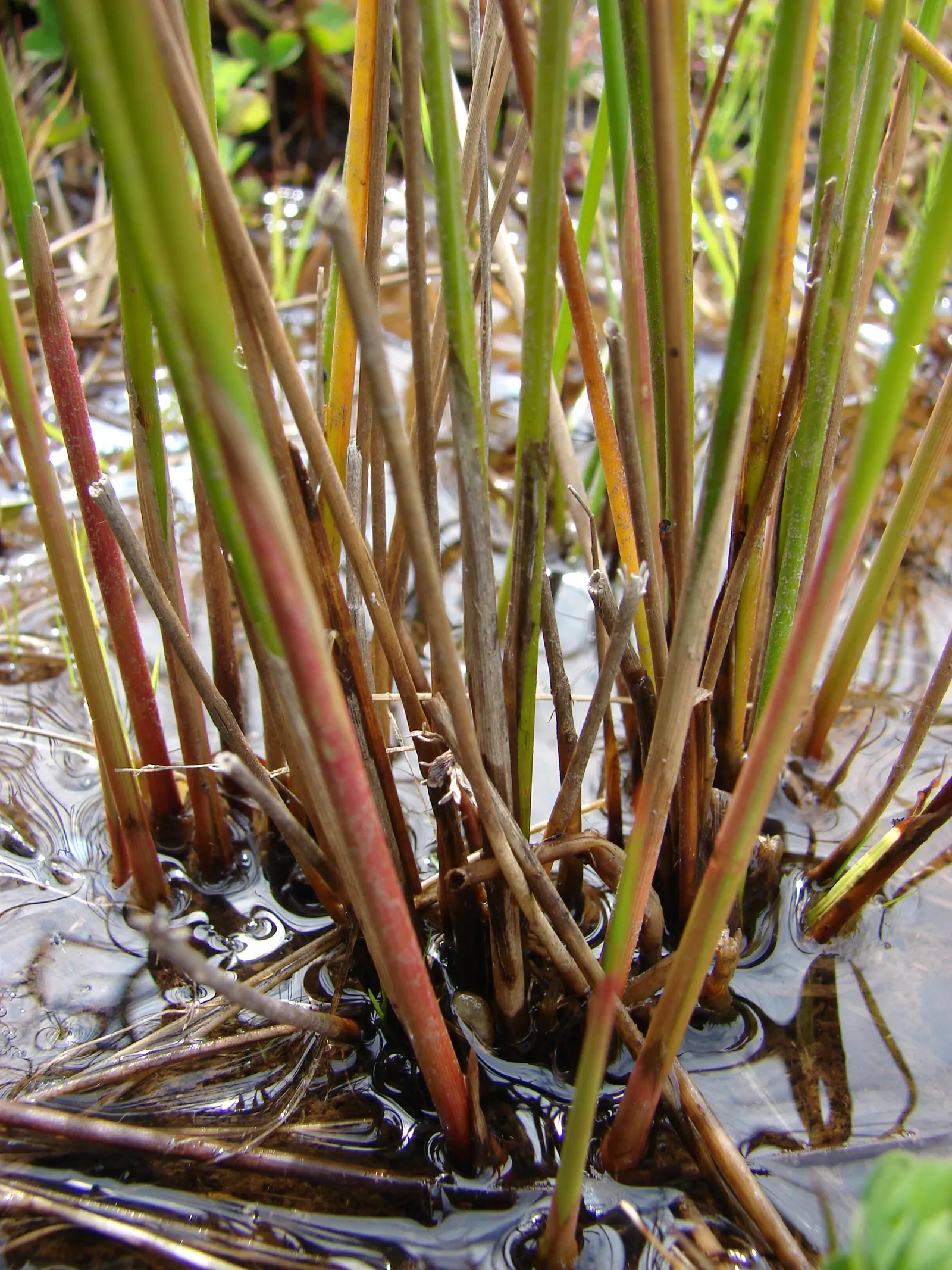 Australian Silver Rush (Juncus Polyanthemos) — This perennial sedge is native to Australia and thrives in USDA hardiness zones 8 to 10