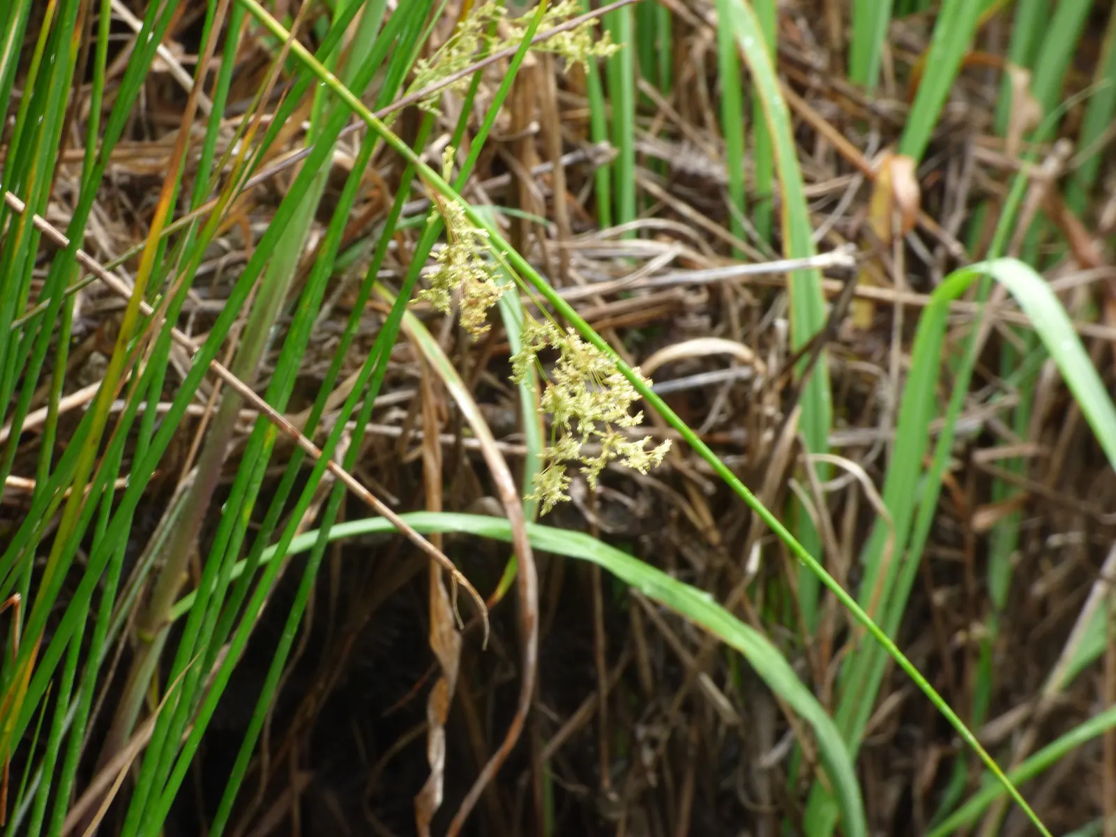 Australian Silver Rush (Juncus Polyanthemos) — Drought-tolerant and low-maintenance, it thrives in full sun to partial shade and well-drained soils