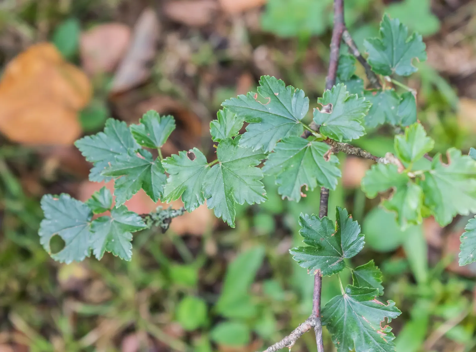 Alpine Current (Ribes Alpinum) — easy-care option for a polished and professional garden design