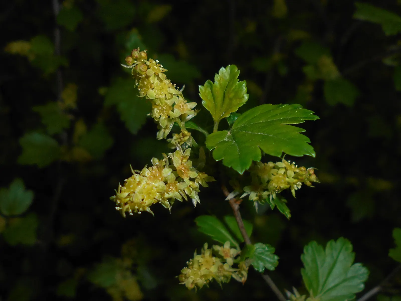 Alpine Current (Ribes Alpinum) — While blooms are relatively inconspicuous