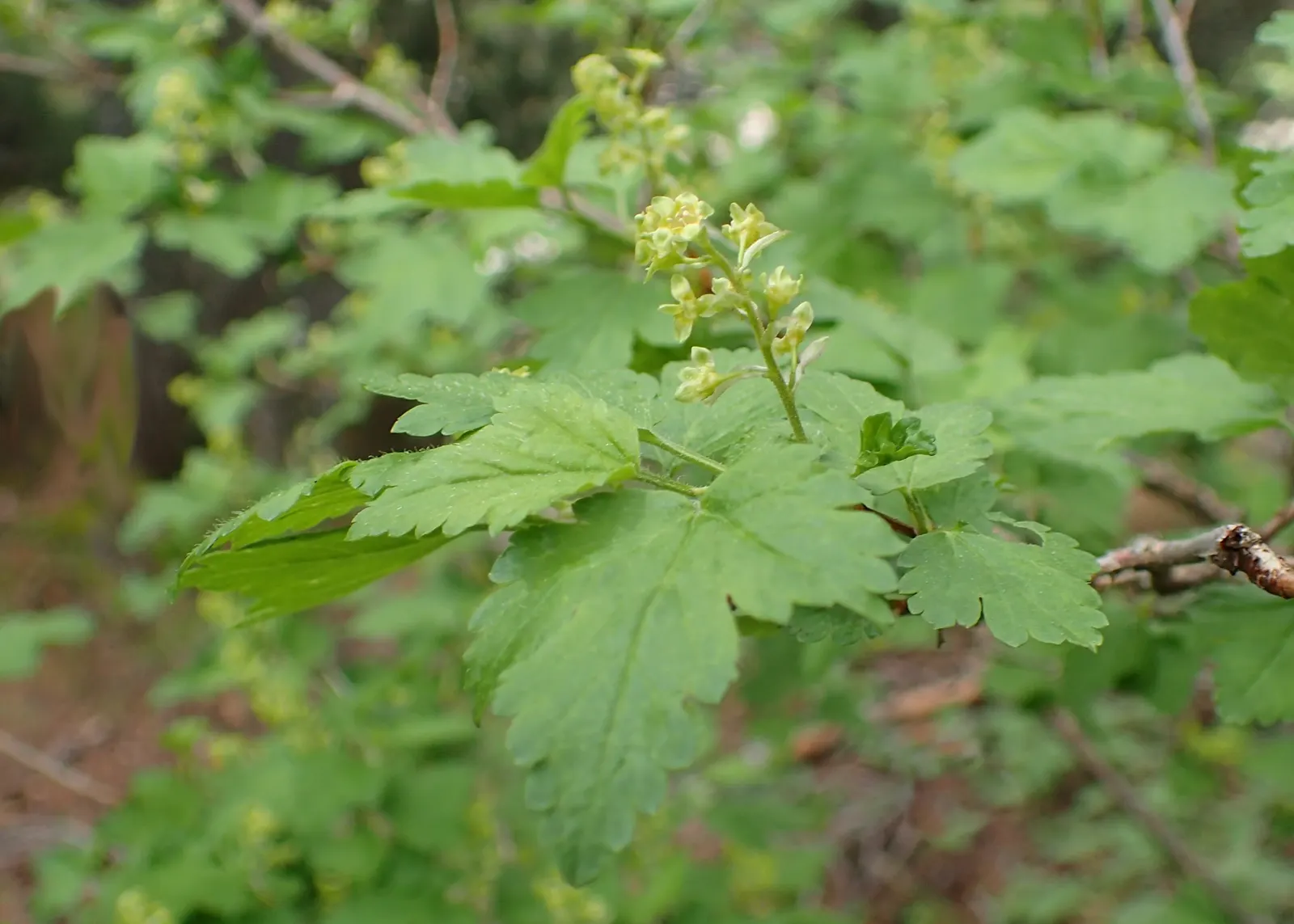 Alpine Current (Ribes Alpinum) — making it an excellent choice for landscape designs that require structured hedging or foundational plantings