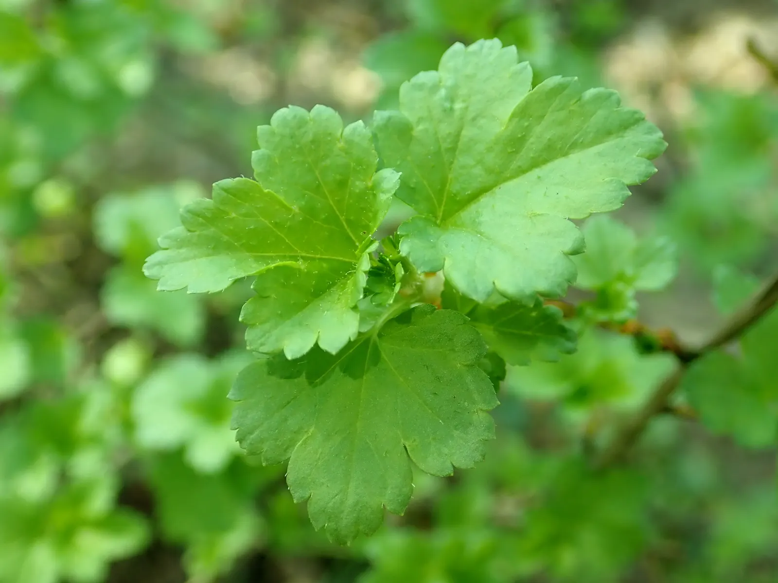 Alpine Current (Ribes Alpinum) — Adaptable to various soils, it prefers full sun to part shade