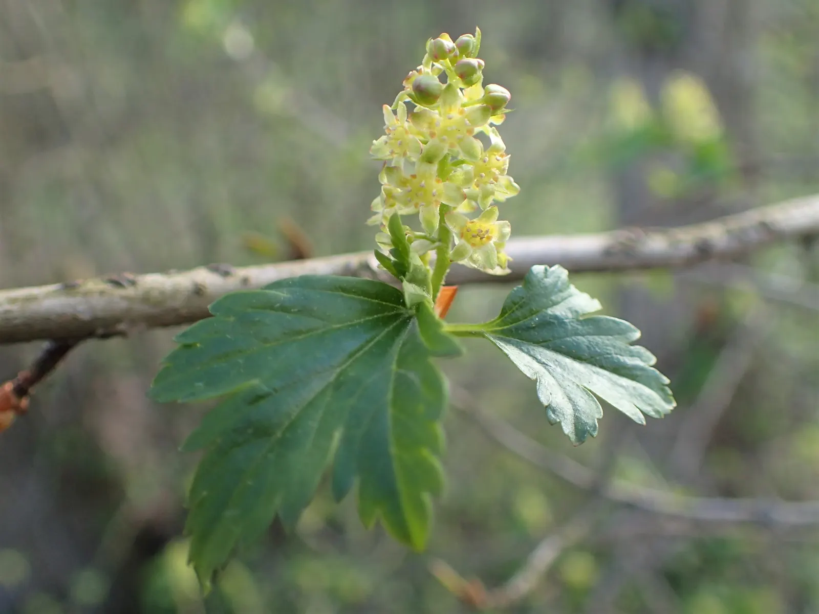 Alpine Current (Ribes Alpinum) — Leaves emerge glossy green, while insignificant yellow-green flowers bloom in spring; as an added advantage for clients
