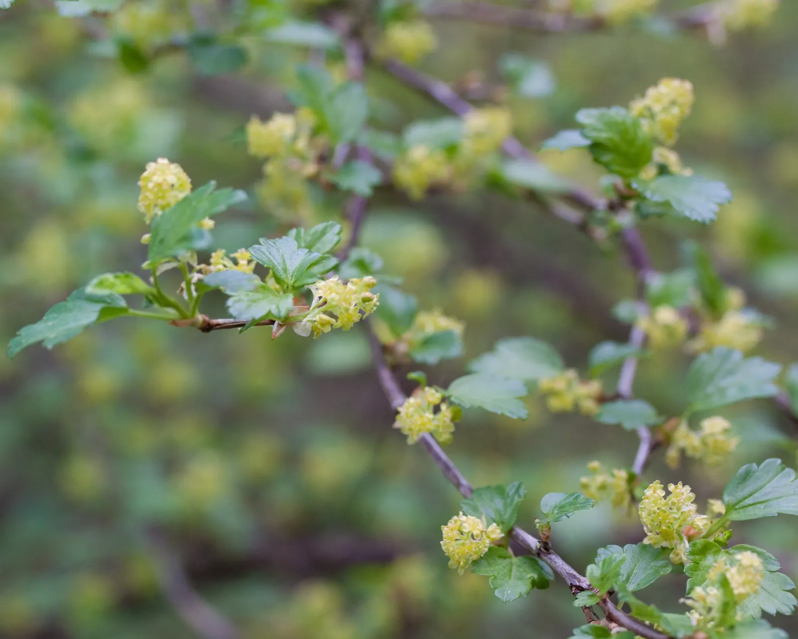 Alpine Current (Ribes Alpinum) — shrub for full or half or shade