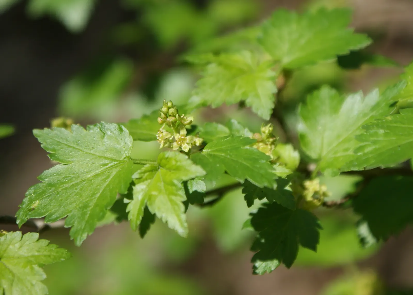 Alpine Current (Ribes Alpinum) — Alpine Currant (Ribes alpinum) is a resilient; deciduous shrub prized for its adaptability and compact form