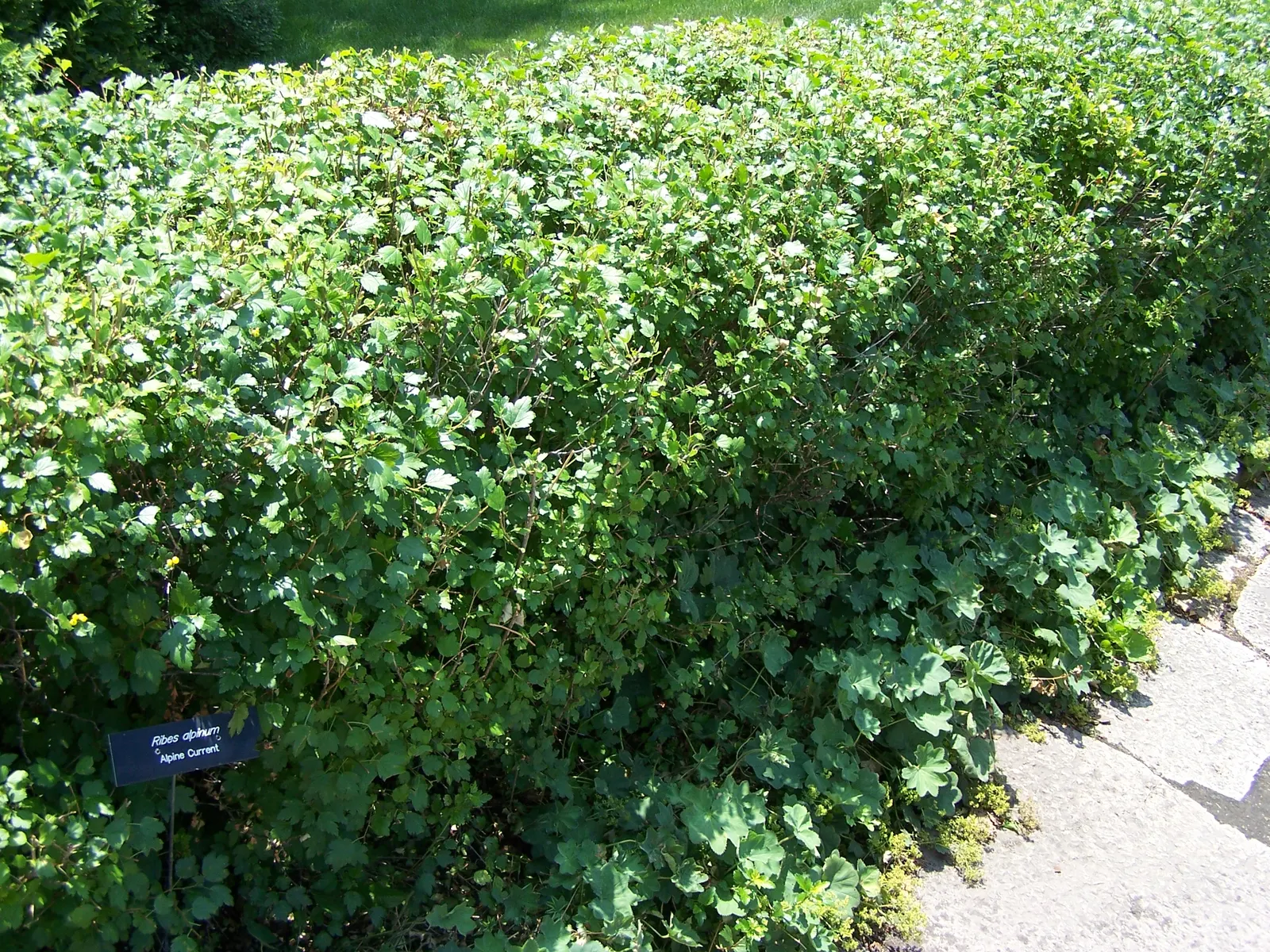 Alpine Current (Ribes Alpinum) — Adaptable to various soils, it prefers full sun to part shade; they do contribute a subtle charm to the spring