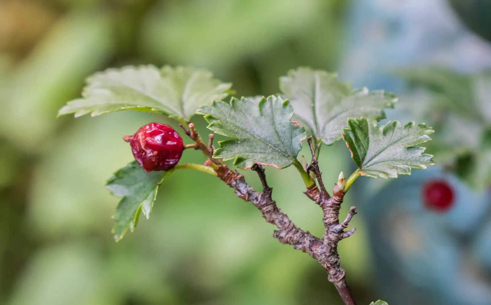Alpine Current (Ribes Alpinum) — deciduous shrub prized for its adaptability and compact form; a unique feature of this shrub is its dioecious nature