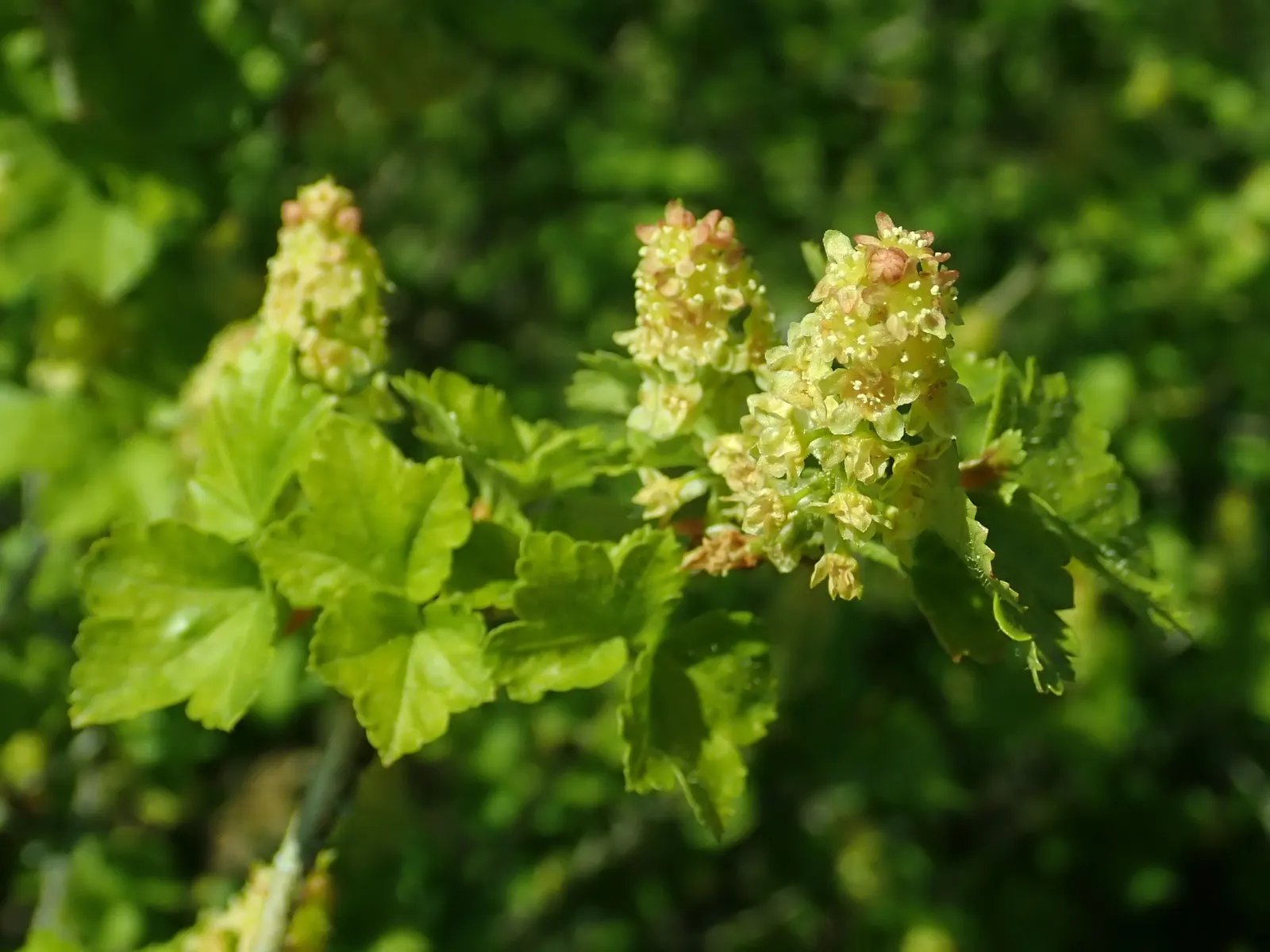 Alpine Current (Ribes Alpinum) — Native to the mountainous regions of Europe