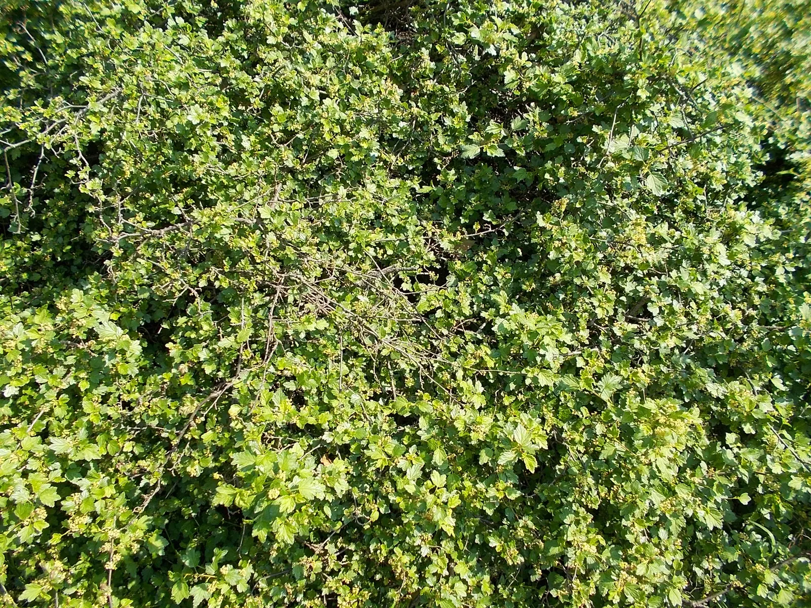 Alpine Current (Ribes Alpinum) — Each leaf is about 1 to 2 inches long, with three lobes and a finely toothed margin