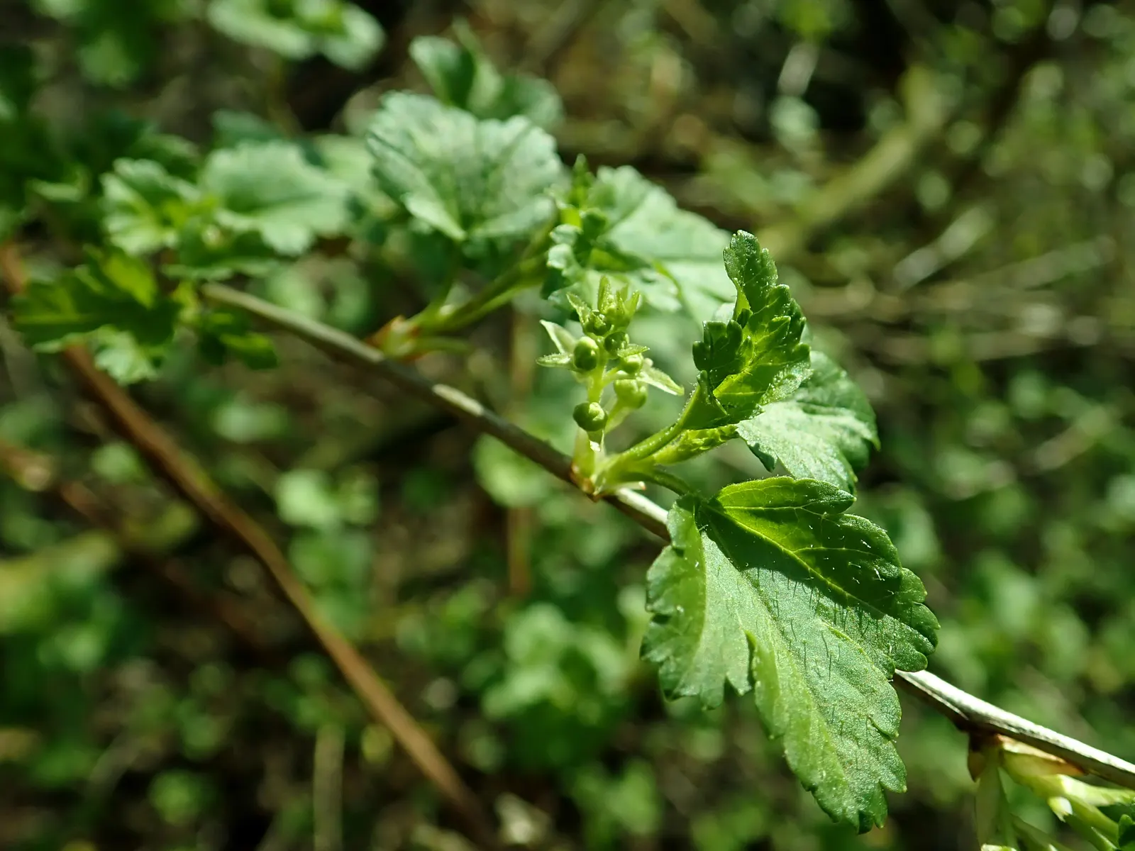 Alpine Current (Ribes Alpinum) — With its neat appearance and durability