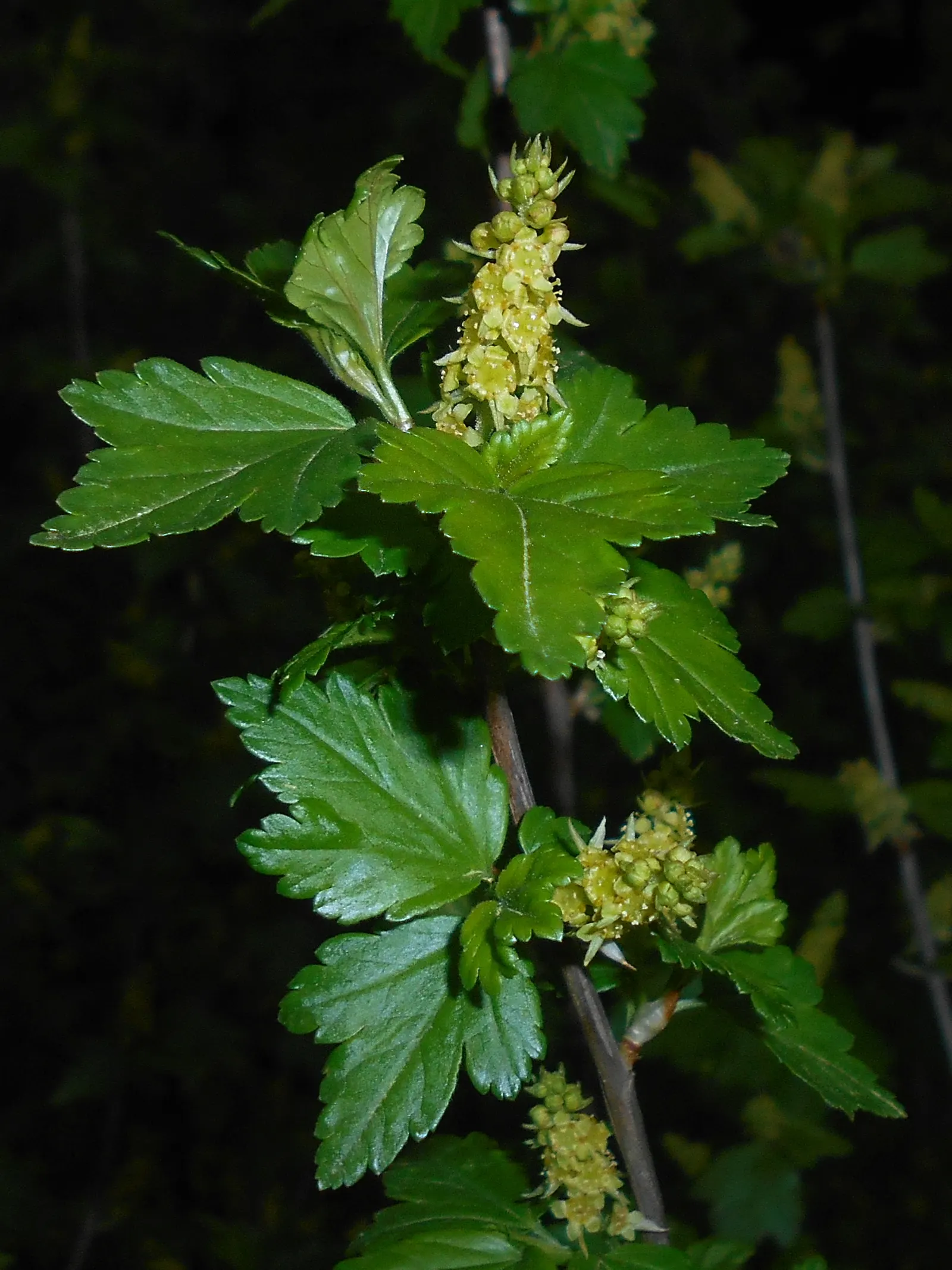 Alpine Current (Ribes Alpinum) — A unique feature of this shrub is its dioecious nature; shrub with green and yellow blooms