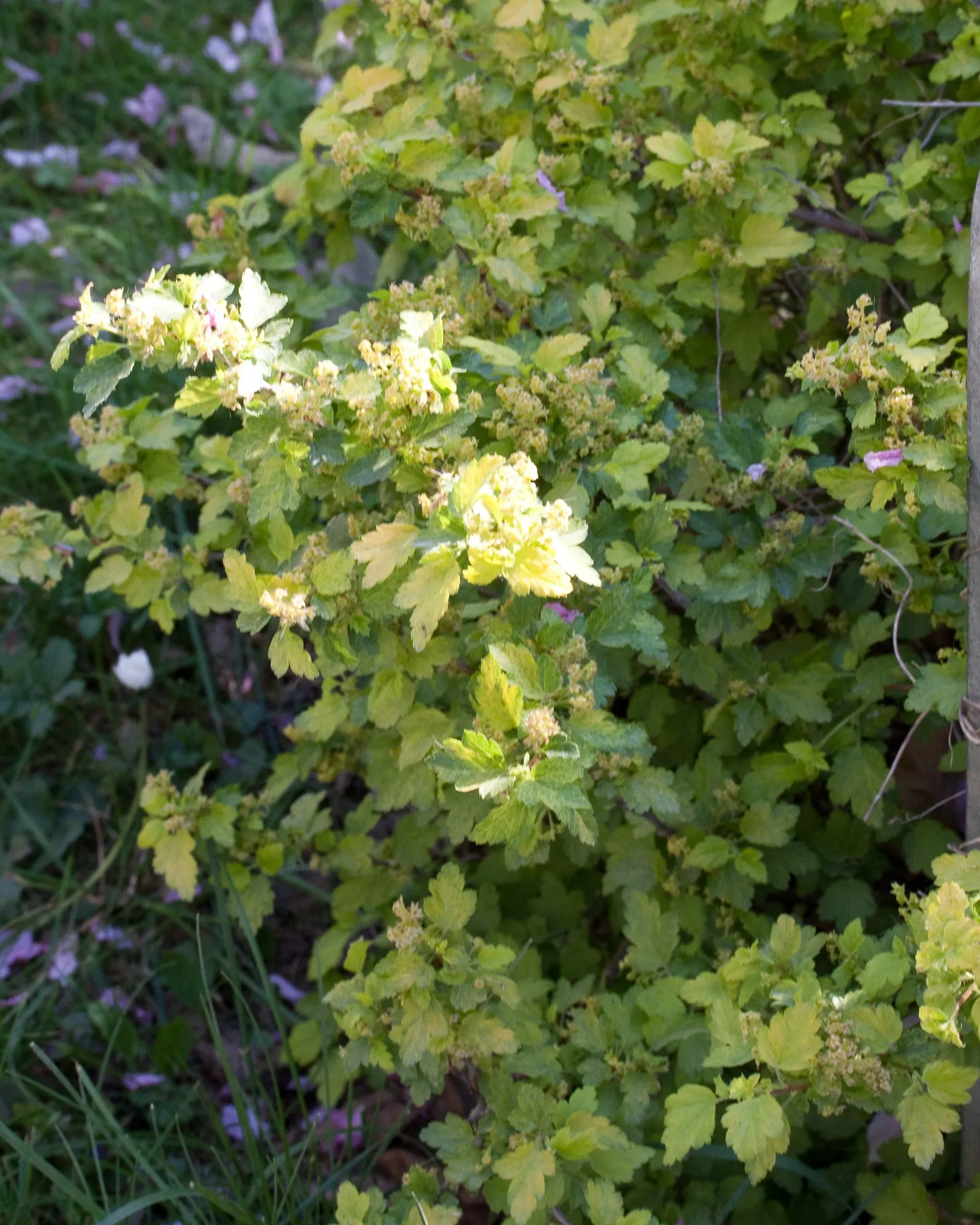 Alpine Current (Ribes Alpinum) — Alpine Currant is hardy in USDA zones 3 through 7