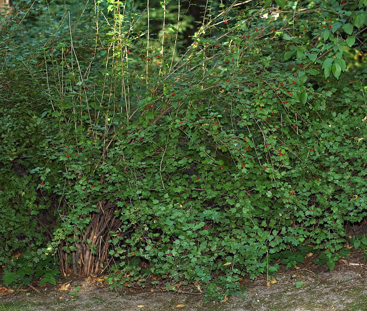 Alpine Current (Ribes Alpinum) — with the males displaying yellow-green shades in April to May