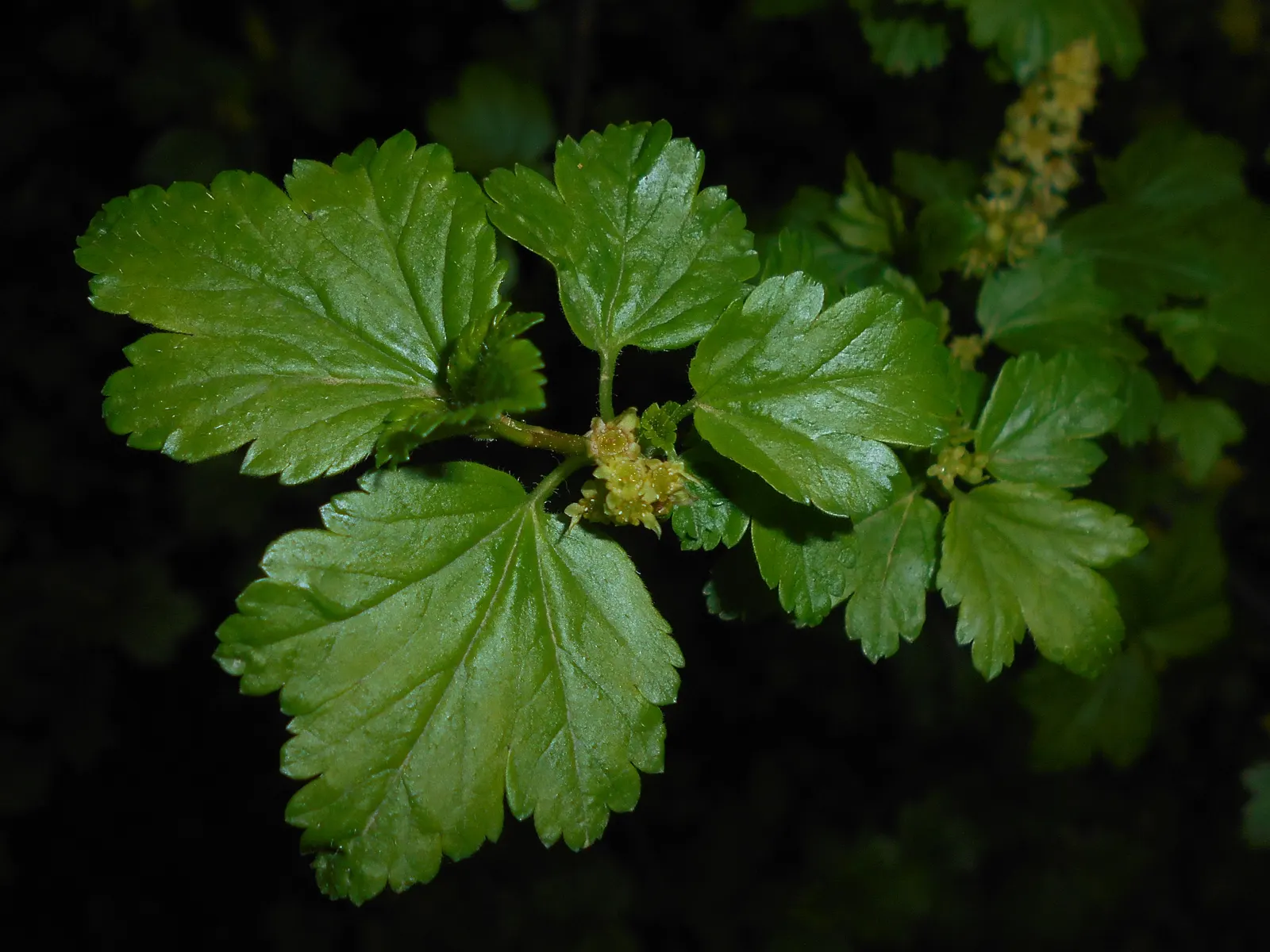Alpine Current (Ribes Alpinum) — showcasing a clean and uniform appearance; with the males displaying yellow-green shades in April to May