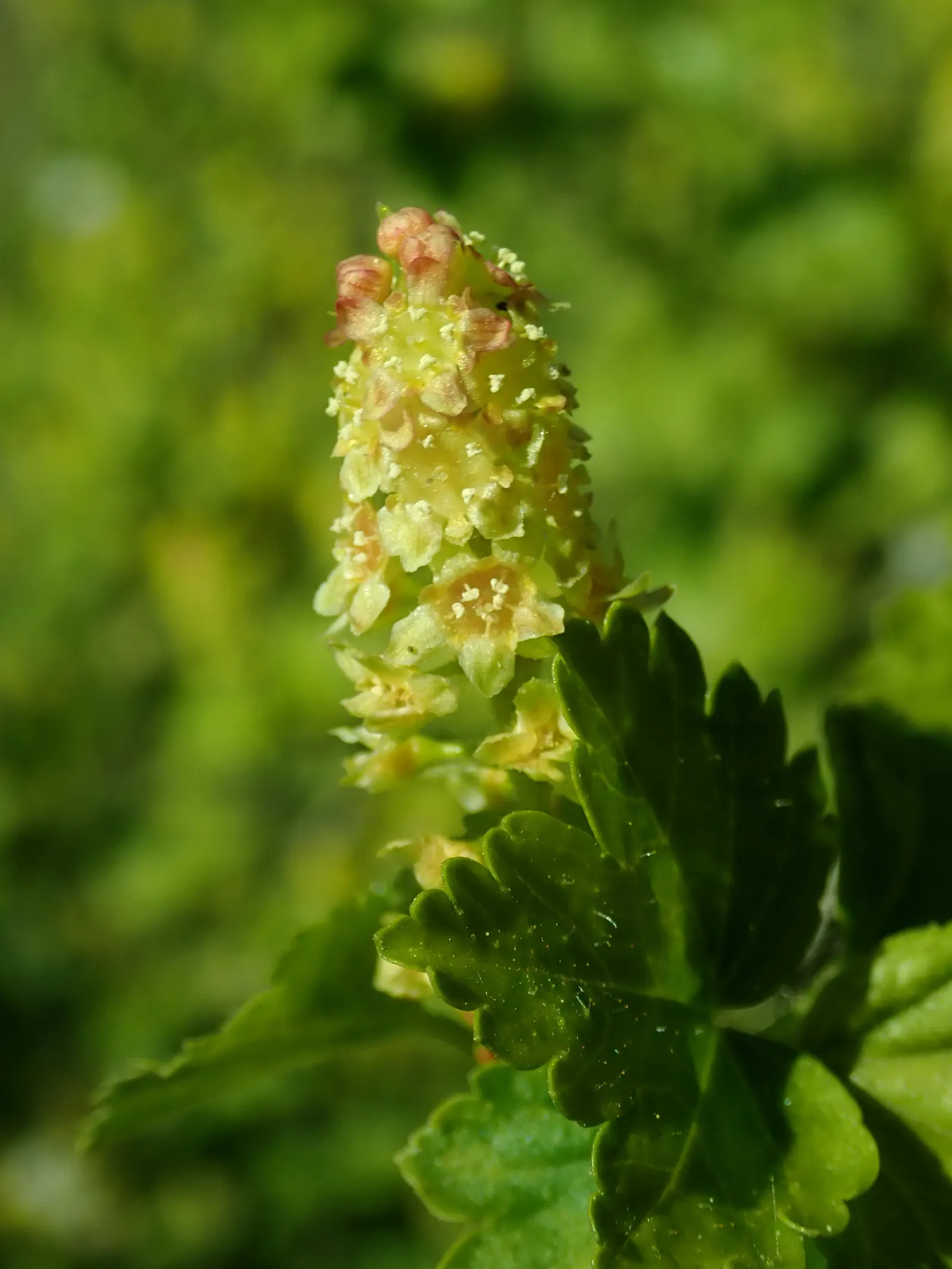 Alpine Current (Ribes Alpinum) — This dioecious plant may produce red berries if both sexes are present