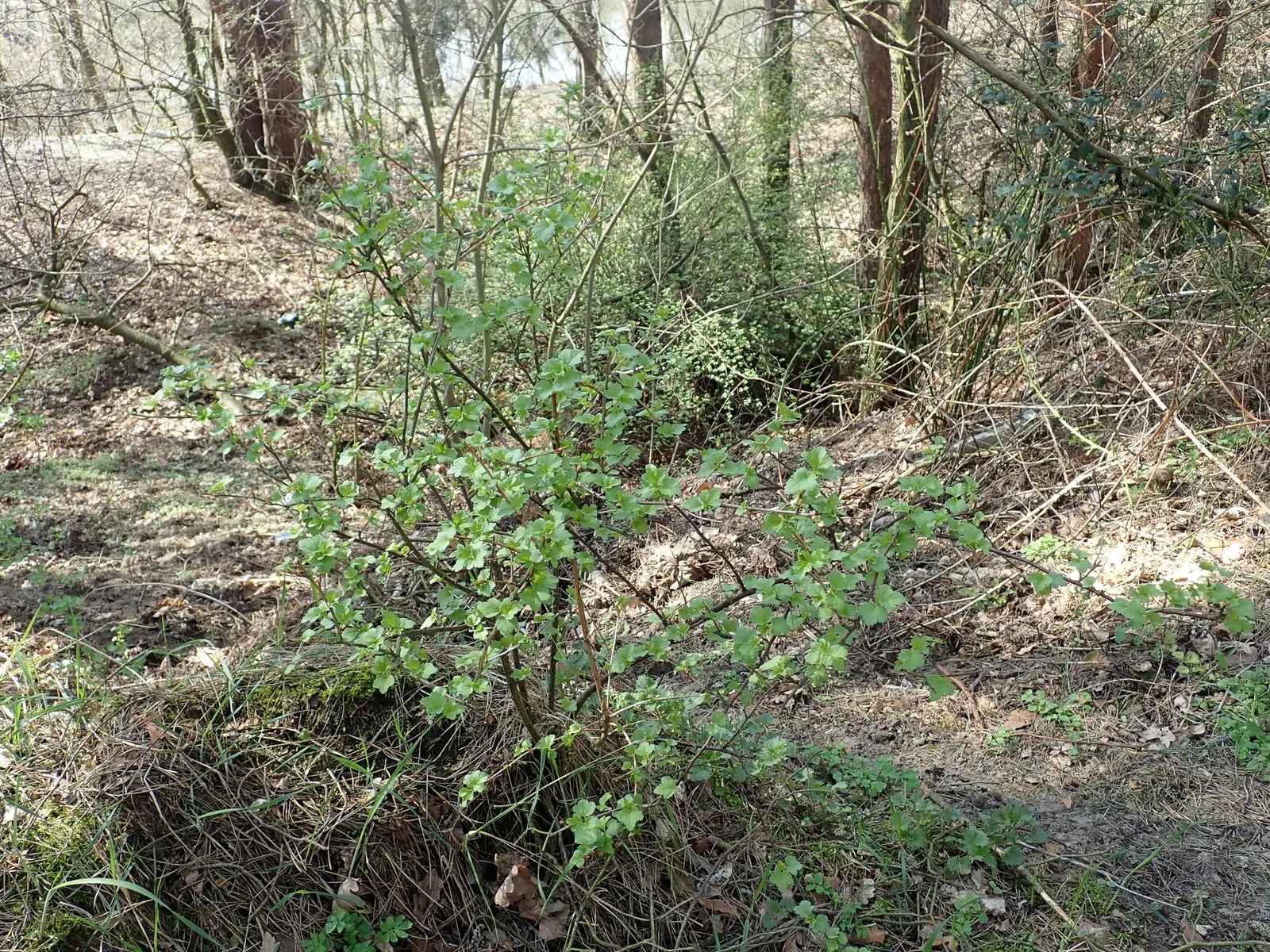Alpine Current (Ribes Alpinum) — Leaves emerge glossy green, while insignificant yellow-green flowers bloom in spring