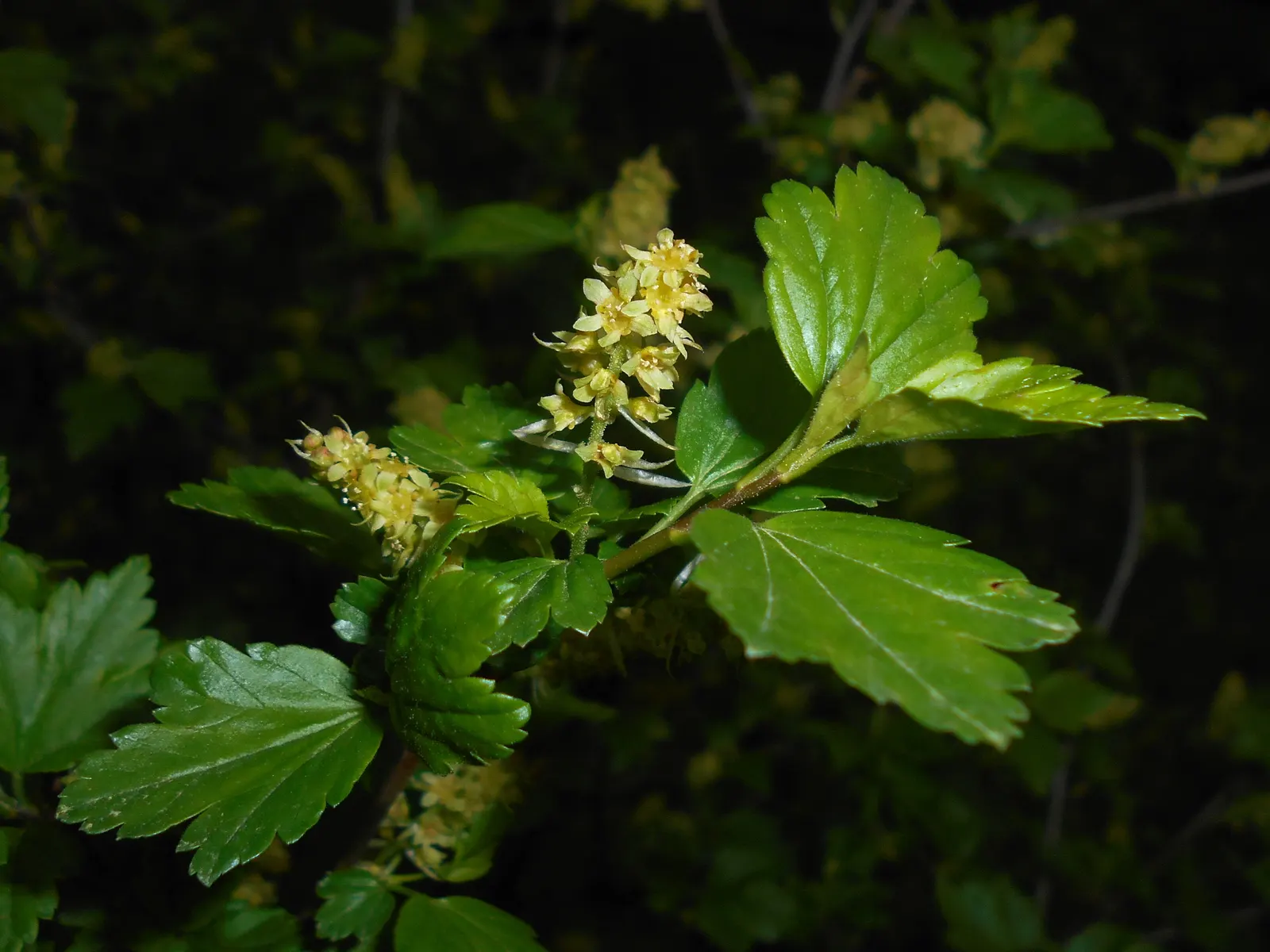 Alpine Current (Ribes Alpinum) — with the males displaying yellow-green shades in April to May; it's quite adaptable to various soil types and urban conditions