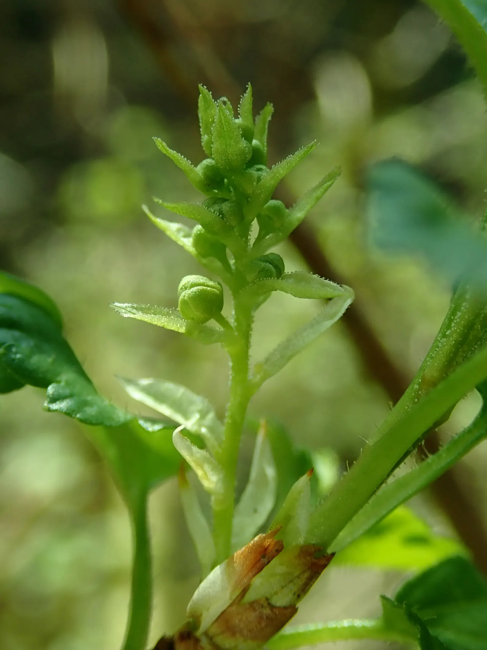 Alpine Current (Ribes Alpinum) — but flourishes when it receives at least four hours of direct sunlight daily