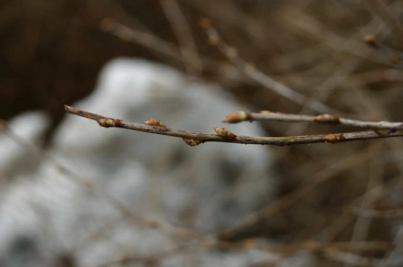 Alpine Current (Ribes Alpinum) — the Alpine Currant serves as an ideal