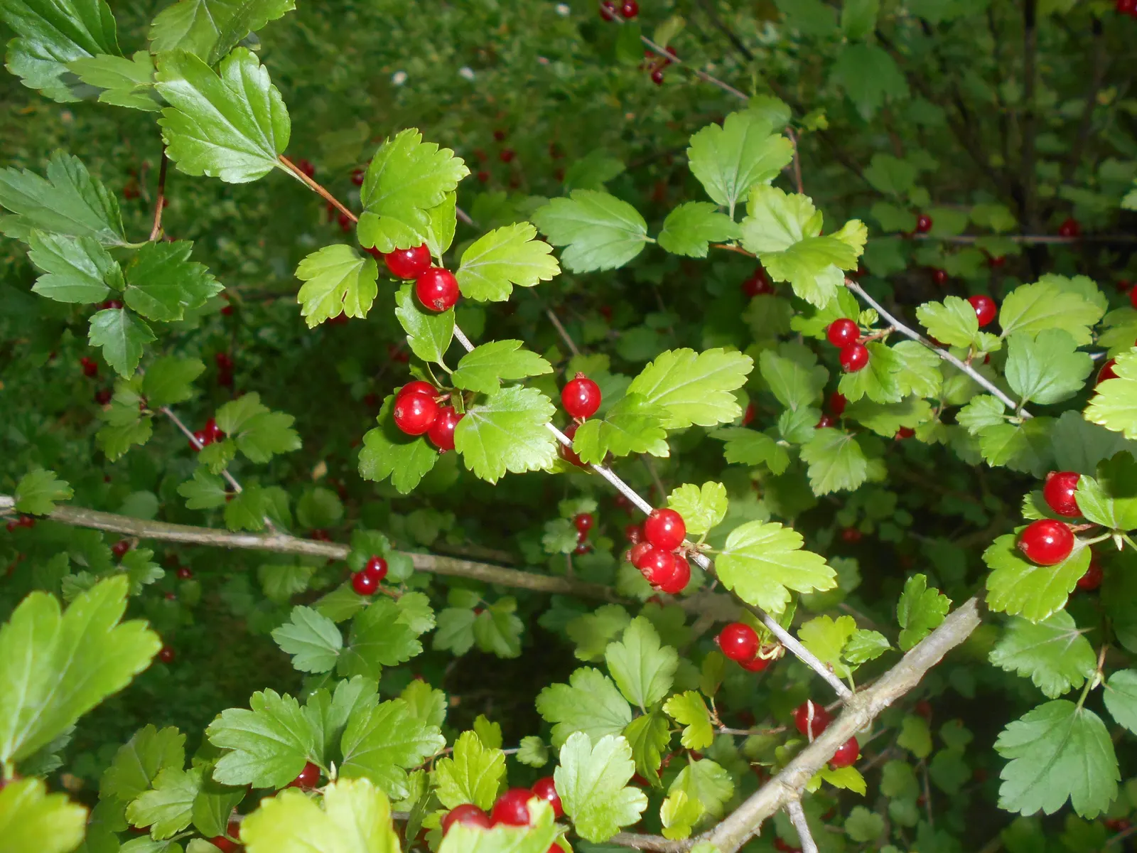 Alpine Current (Ribes Alpinum) — usually performed in the late winter to early spring