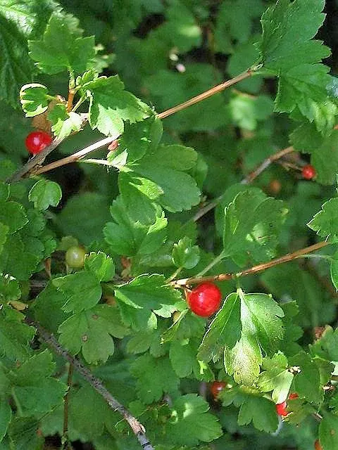 Alpine Current (Ribes Alpinum) — Each leaf is about 1 to 2 inches long, with three lobes and a finely toothed margin; usually performed in the late winter to