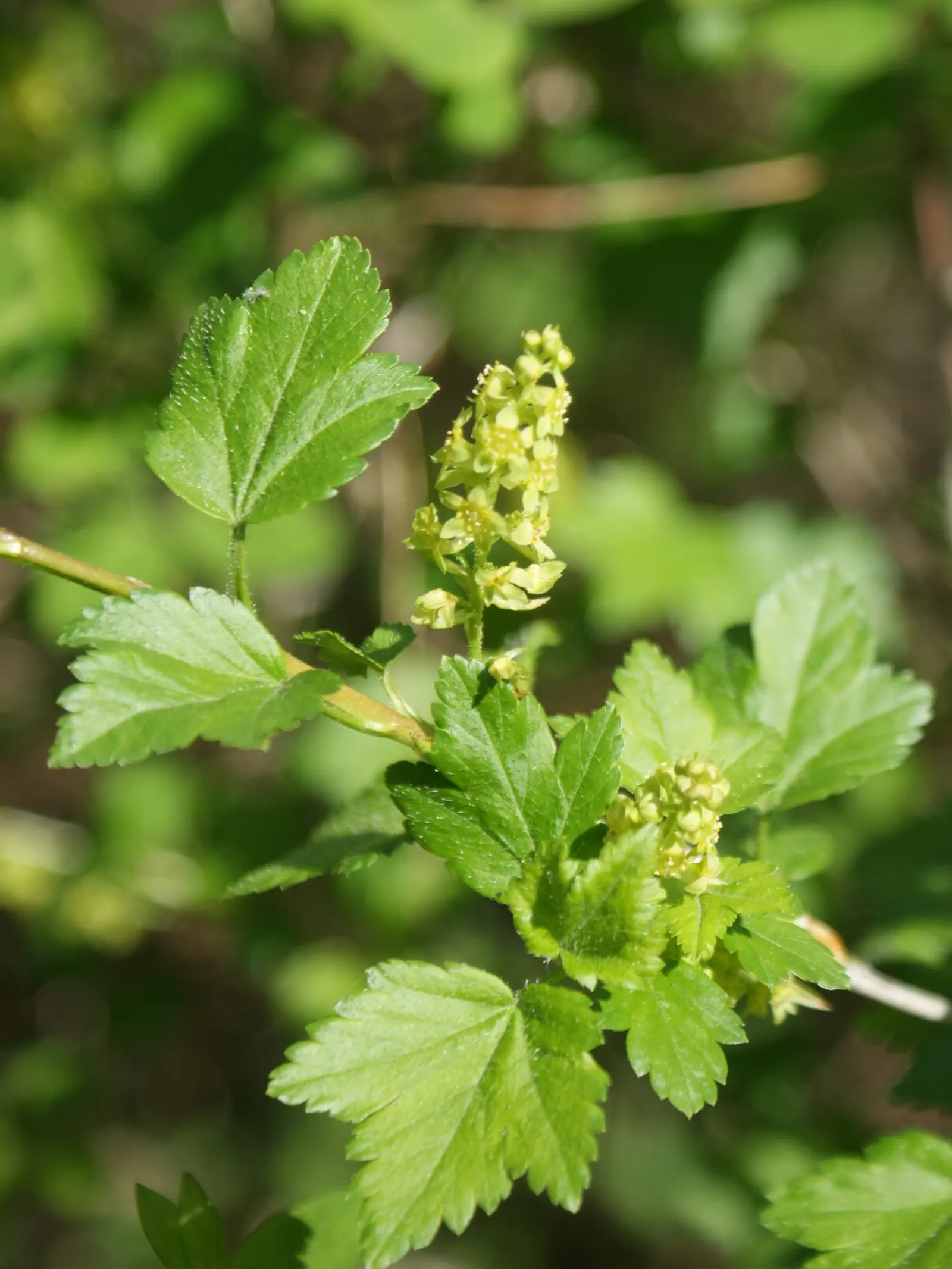 Alpine Current (Ribes Alpinum) — This hardy shrub also tolerates full sun to partial shade