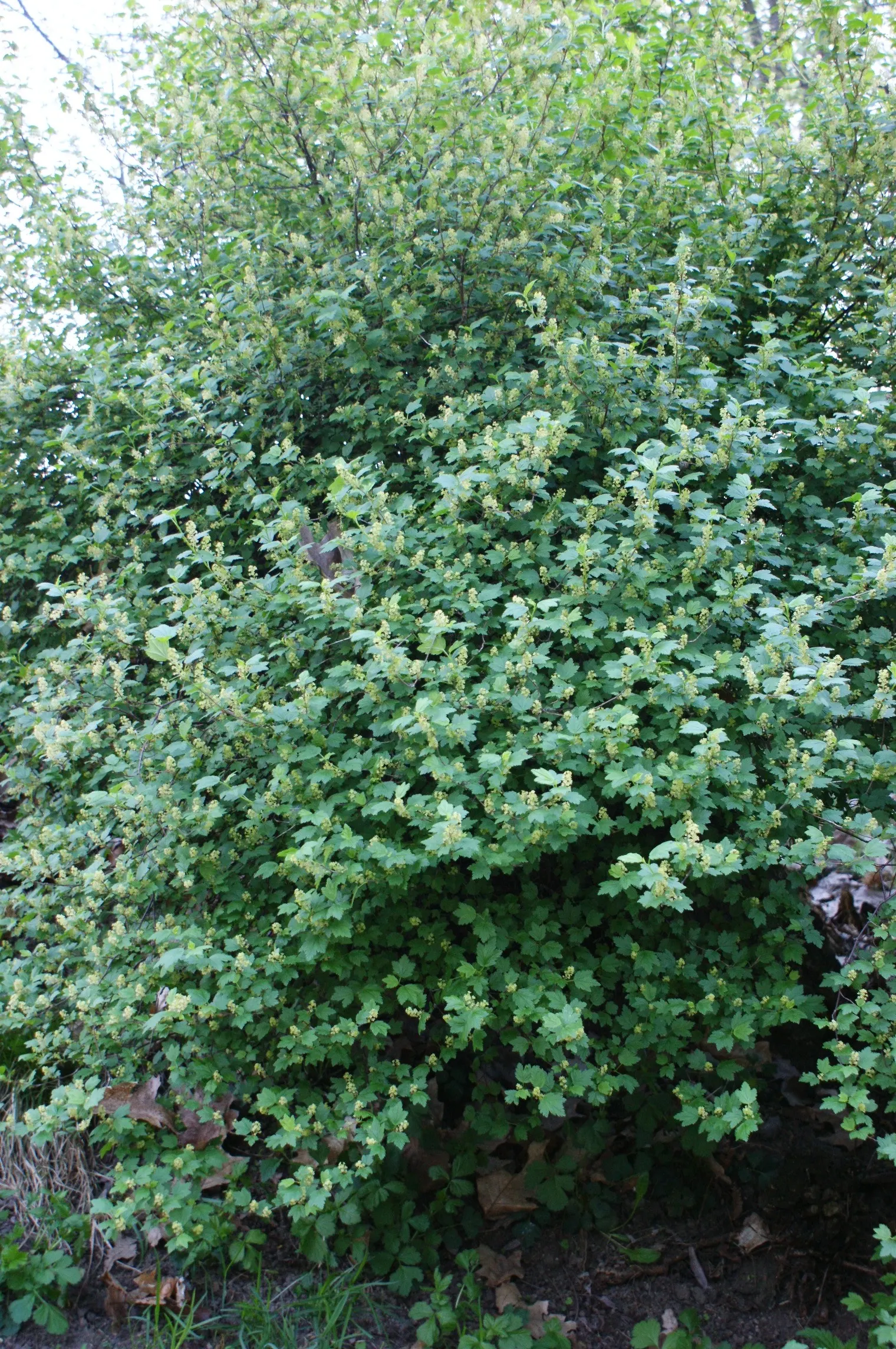 Alpine Current (Ribes Alpinum) — green and yellow flowers in the garden