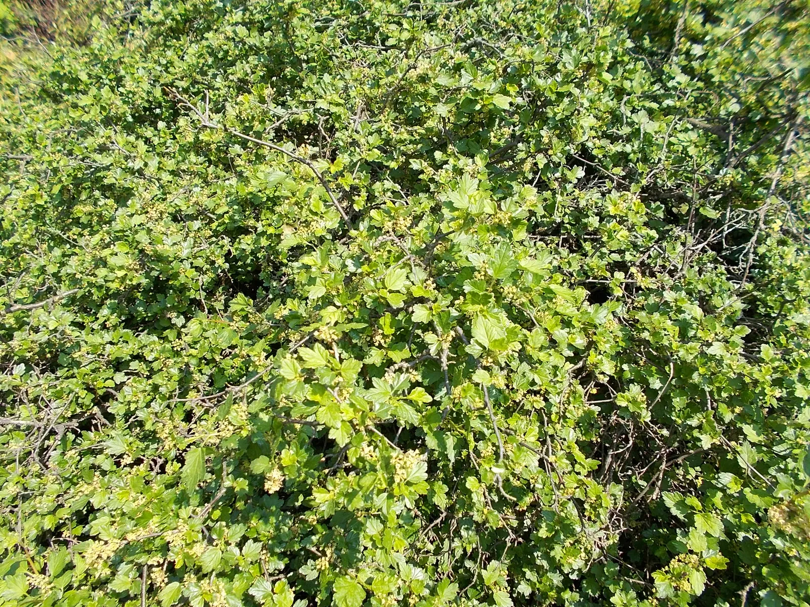 Alpine Current (Ribes Alpinum) — Native to the mountainous regions of Europe; the Alpine Currant serves as an ideal