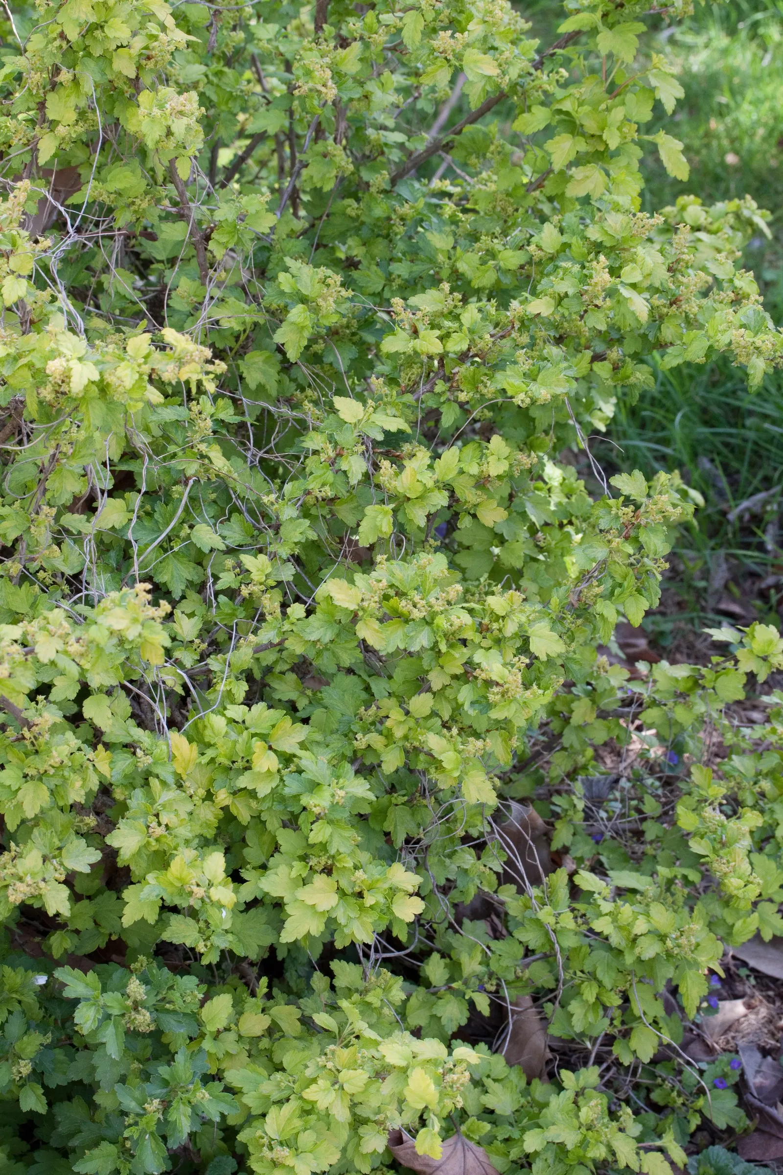 Alpine Current (Ribes Alpinum) — It's quite adaptable to various soil types and urban conditions