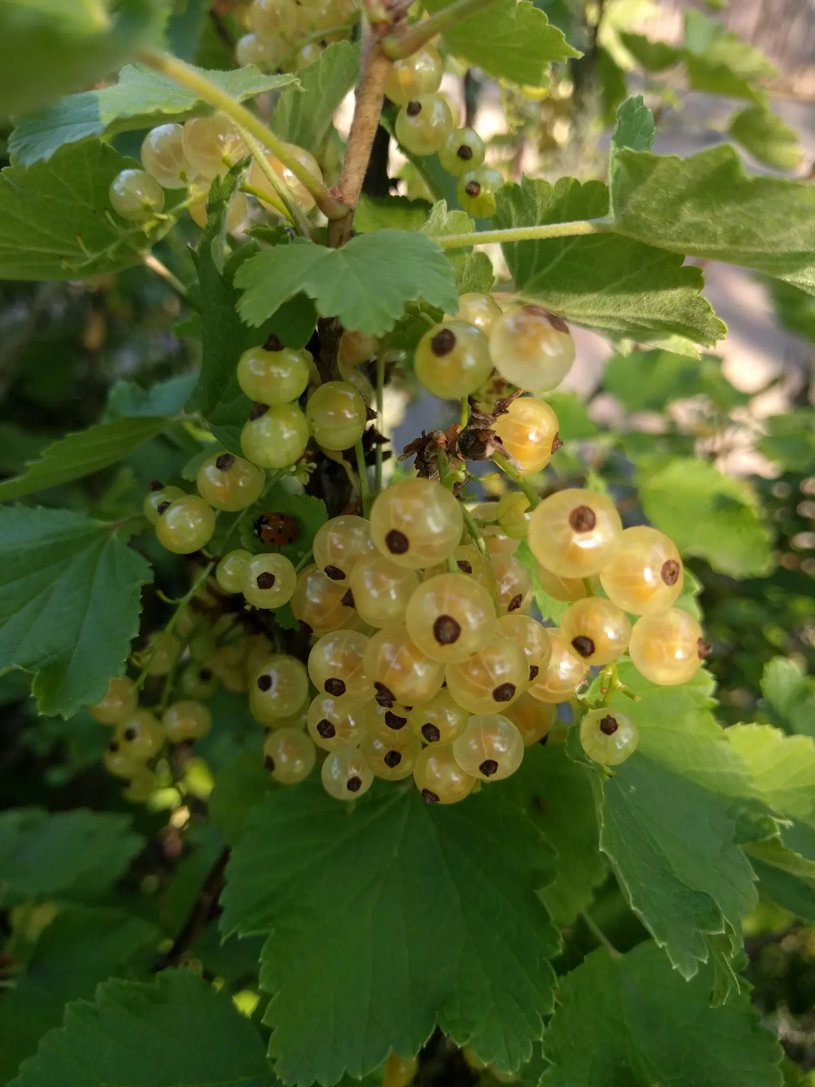 Alpine Current (Ribes Alpinum) — Alpine Currant (Ribes alpinum) is a hardy, low-maintenance shrub, perfect for mass plantings or hedges