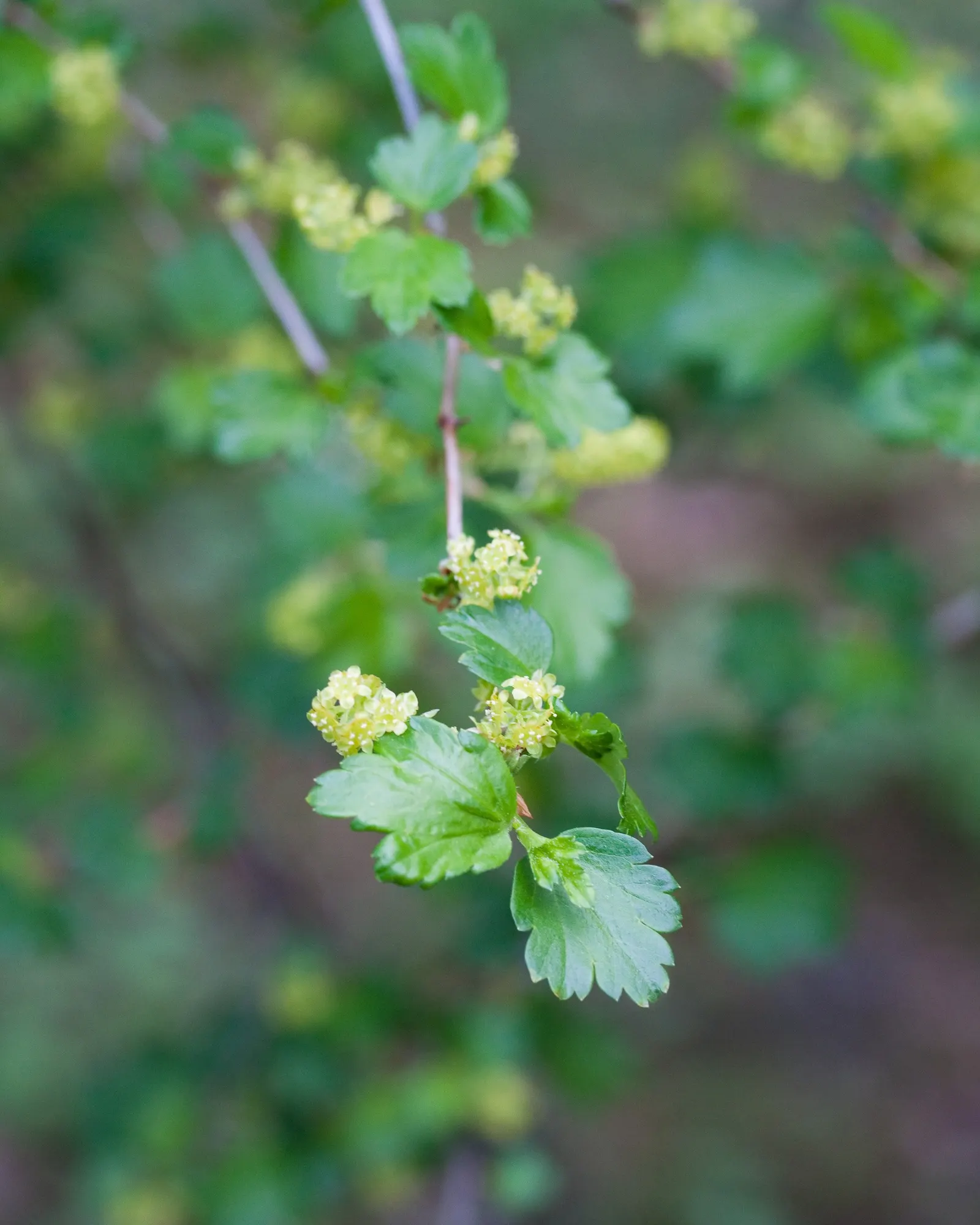 Alpine Current (Ribes Alpinum) — Mature at 3 to 6 feet tall and wide, with a compact form, it thrives in USDA zones 2-7