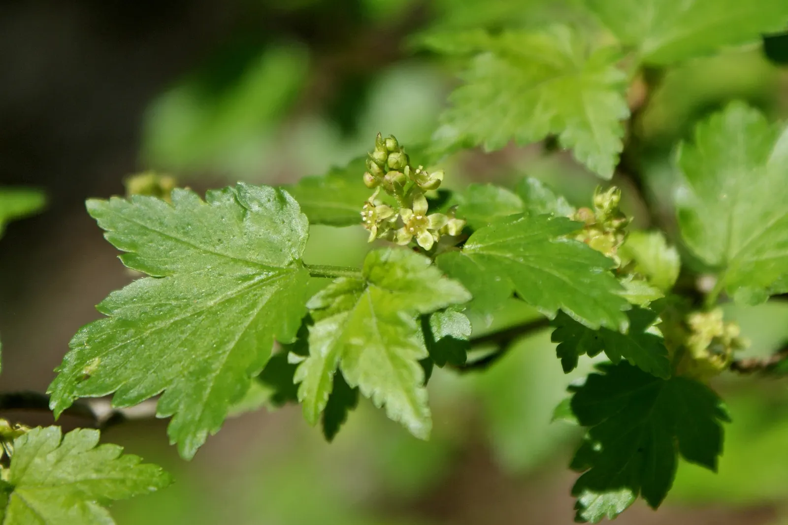 Alpine Current (Ribes Alpinum) — they do contribute a subtle charm to the spring landscape.<br><br>For the optimal growth of Ribes alpinum