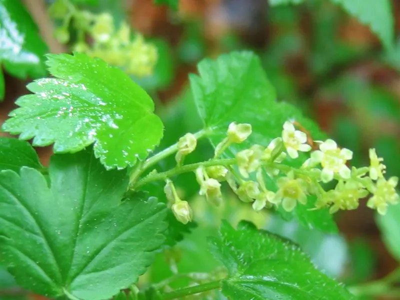 Alpine Current (Ribes Alpinum) — meaning male and female flowers appear on separate plants; alpine Currant (Ribes alpinum) is a resilient
