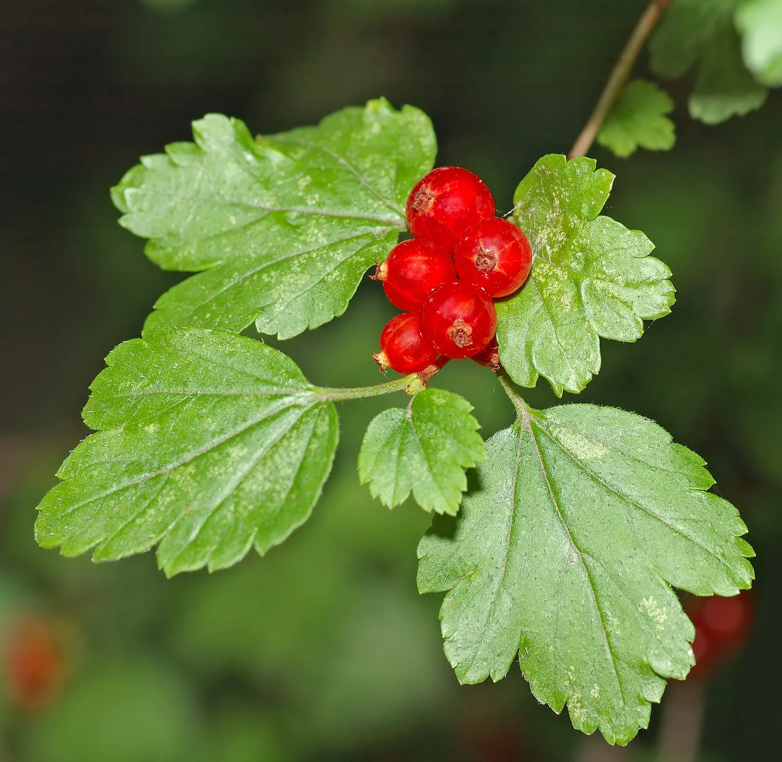 Alpine Current (Ribes Alpinum) — densely branched habit.<br><br>The leaves of the Alpine Currant are a vibrant green with a glossy finish
