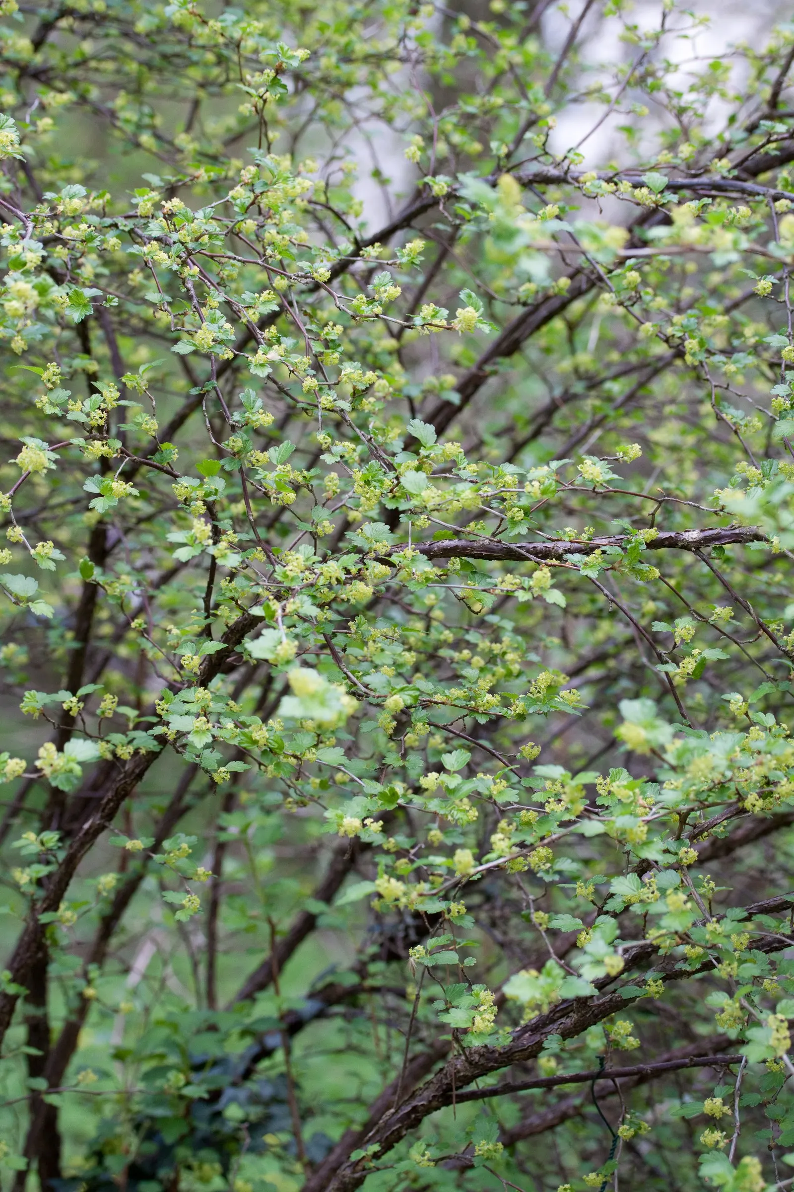 Alpine Current (Ribes Alpinum) — meaning male and female flowers appear on separate plants