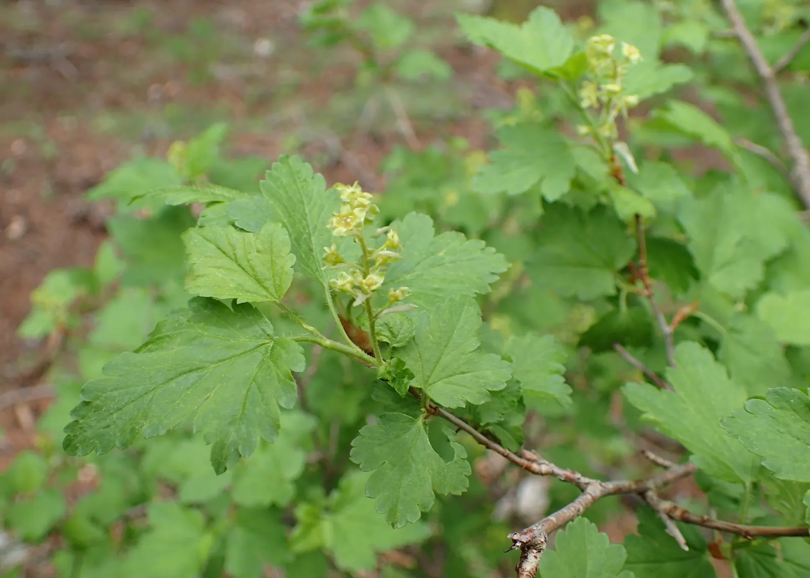 Alpine Current (Ribes Alpinum) — this species typically reaches a height and spread of about 3 to 6 feet