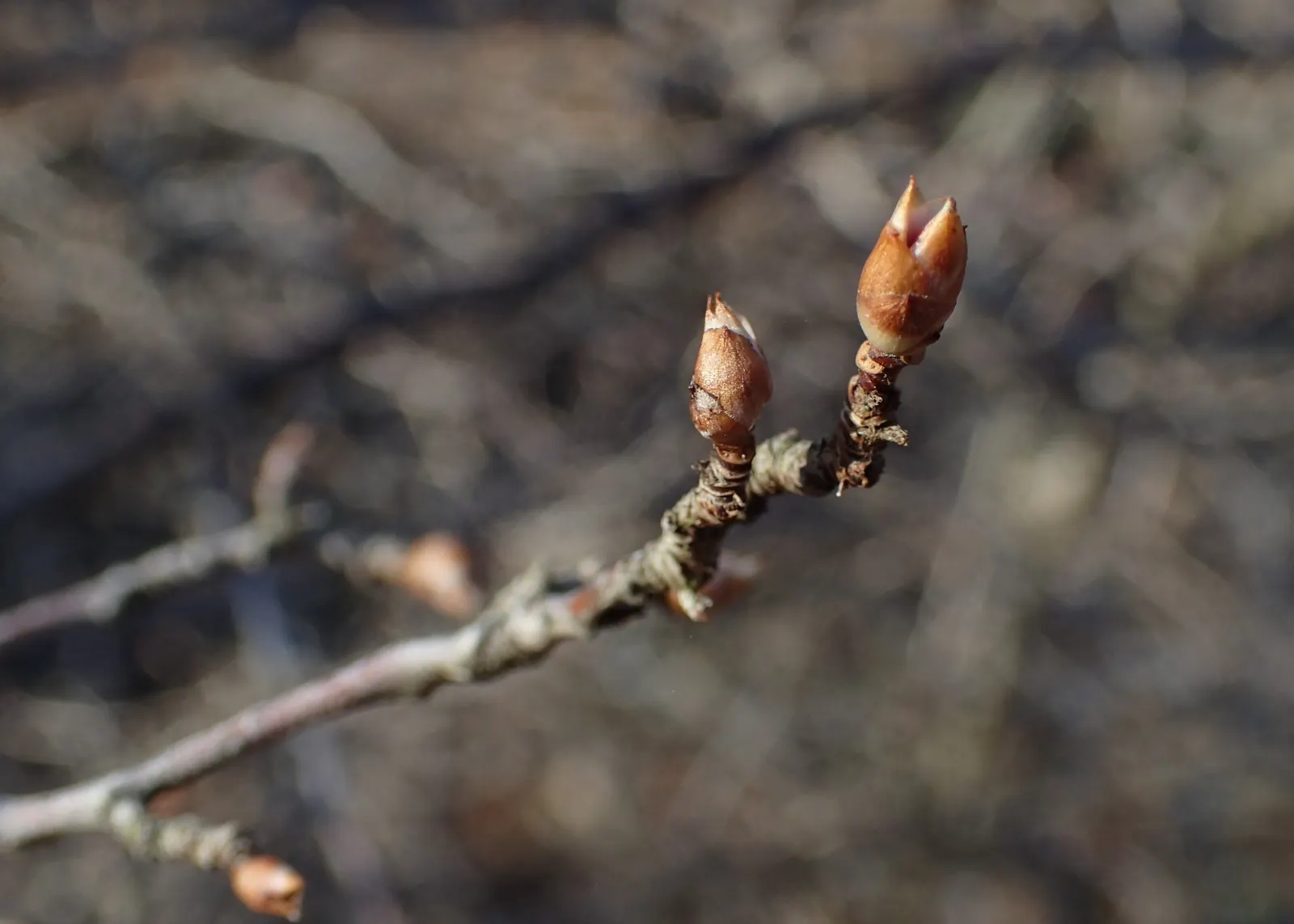 Alpine Current (Ribes Alpinum) — densely branched habit.<br><br>The leaves of the Alpine Currant are a vibrant green with a glossy finish; this species