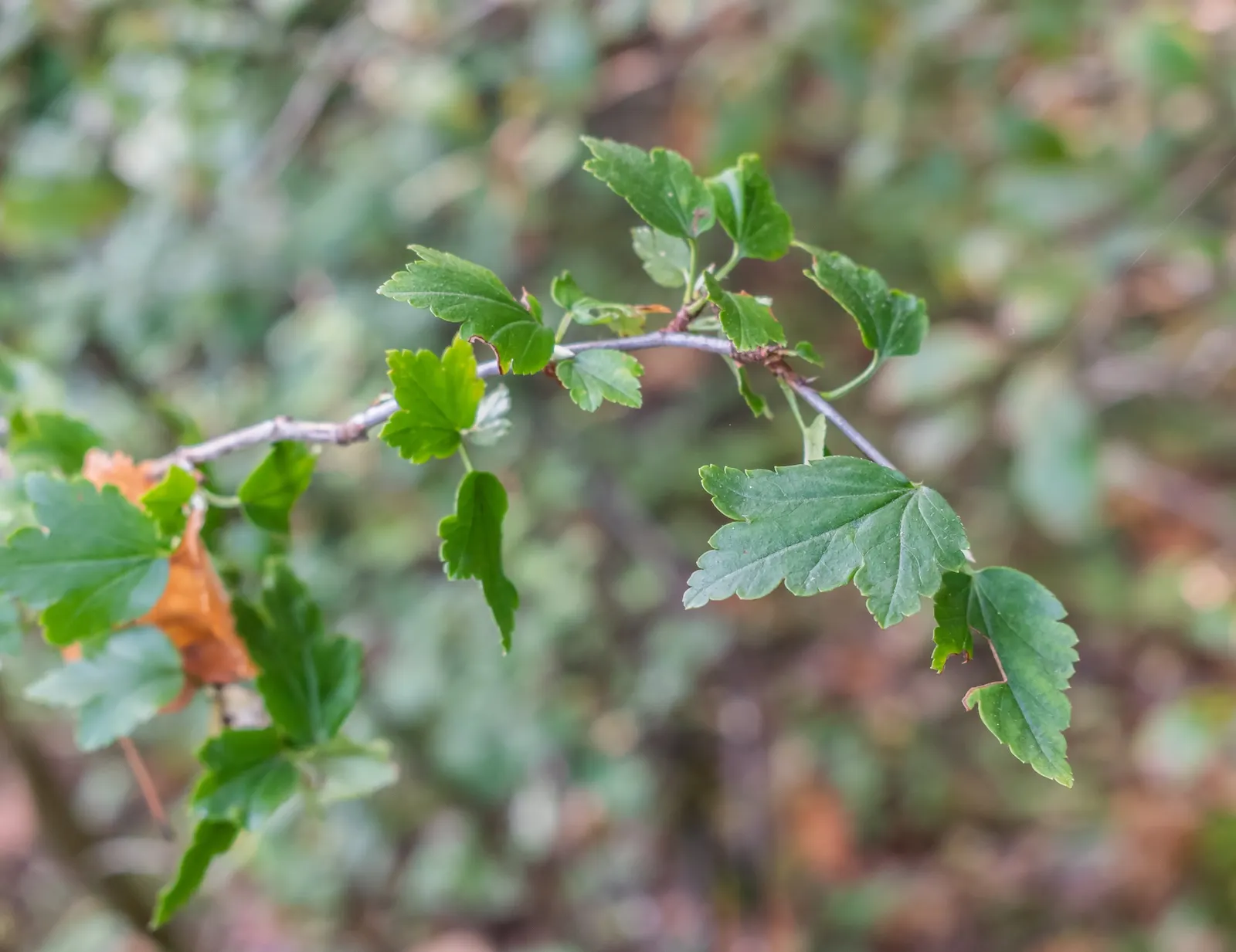 Alpine Current (Ribes Alpinum) — shrub with green and yellow blooms