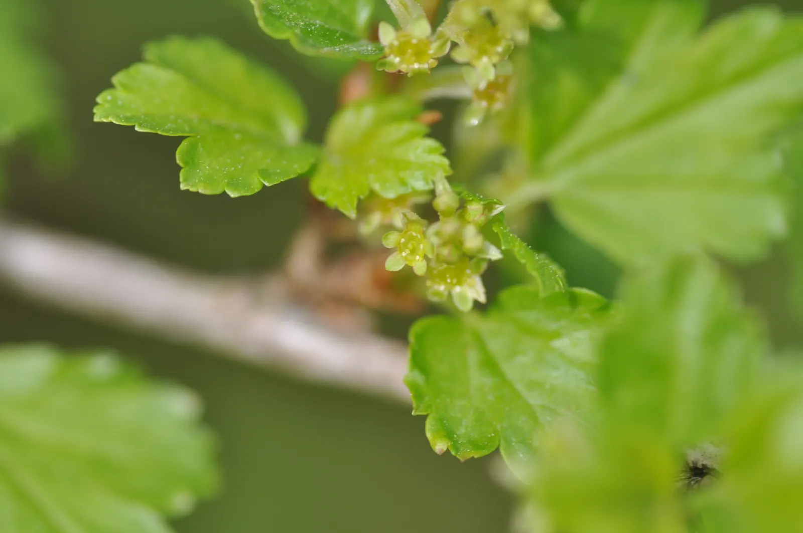 Alpine Current (Ribes Alpinum) — Alpine Currant (Ribes alpinum) is a resilient
