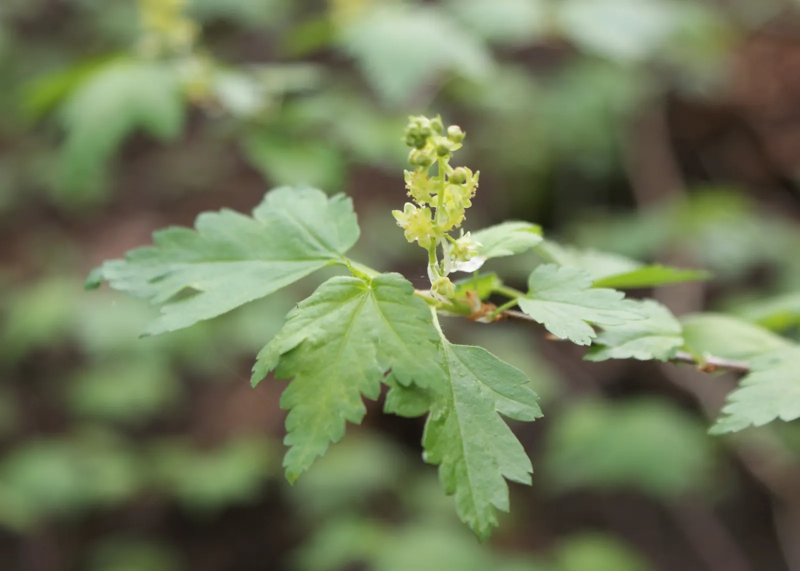 Alpine Current (Ribes Alpinum) — As an added advantage for clients