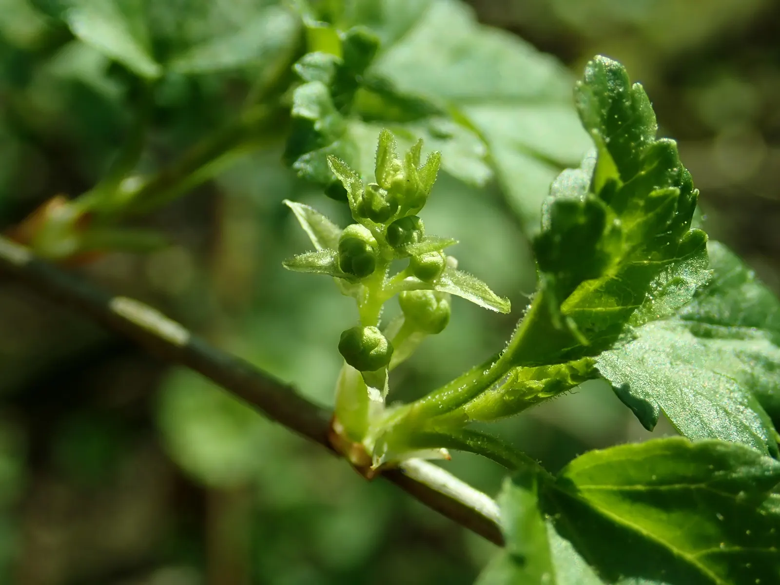Alpine Current (Ribes Alpinum) — it's best to plant it in well-draining soil with a pH that's slightly acidic to neutral