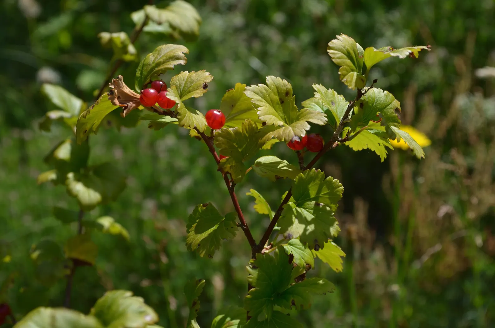 Alpine Current (Ribes Alpinum) — A unique feature of this shrub is its dioecious nature