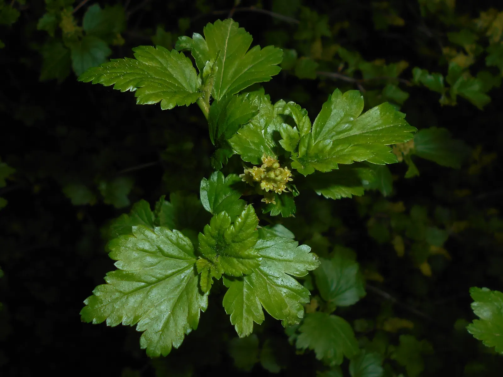 Alpine Current (Ribes Alpinum) — Mature at 3 to 6 feet tall and wide, with a compact form, it thrives in USDA zones 2-7; densely branched habit.<br><br>The