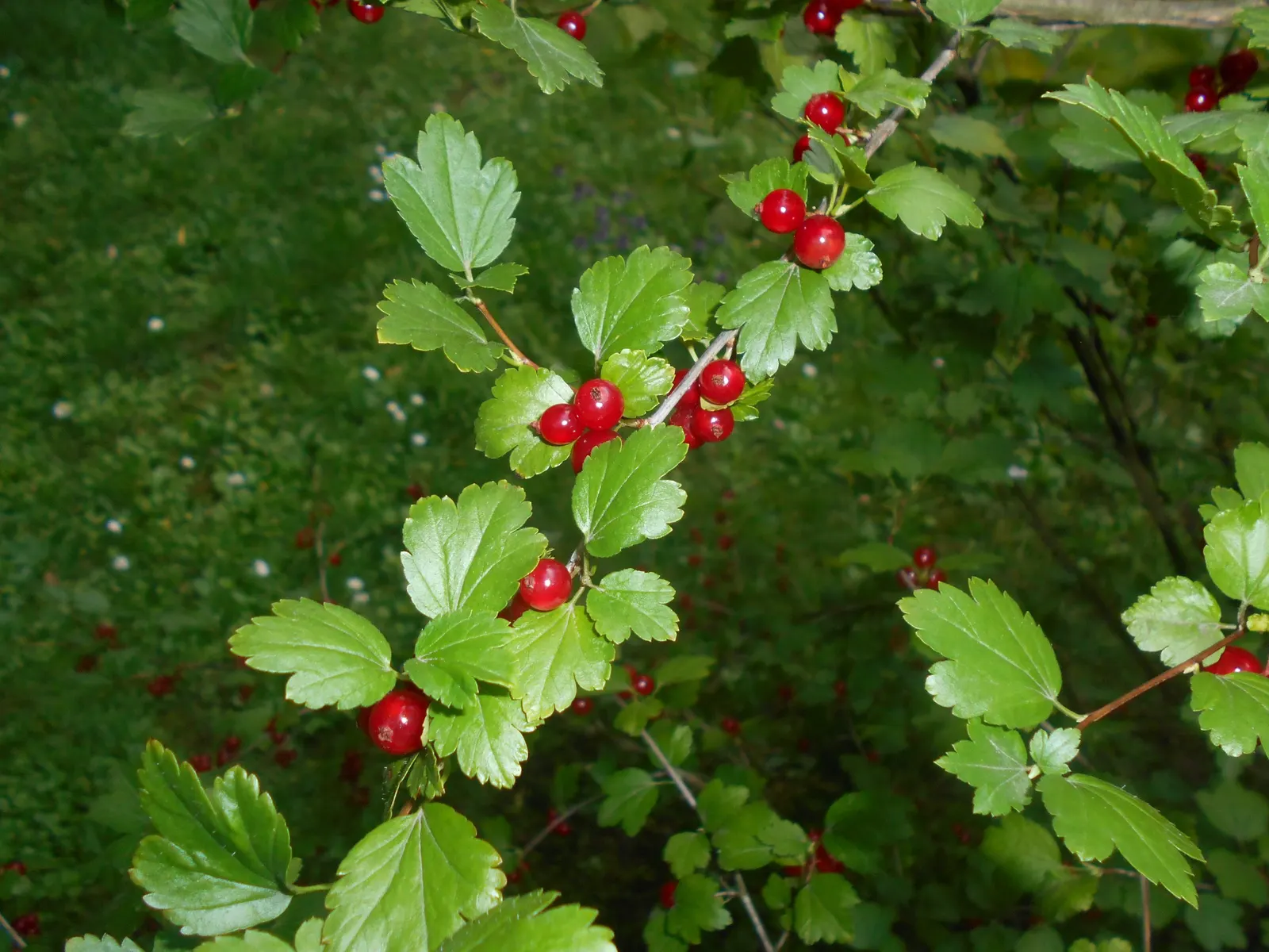 Alpine Current (Ribes Alpinum) — showcasing a clean and uniform appearance
