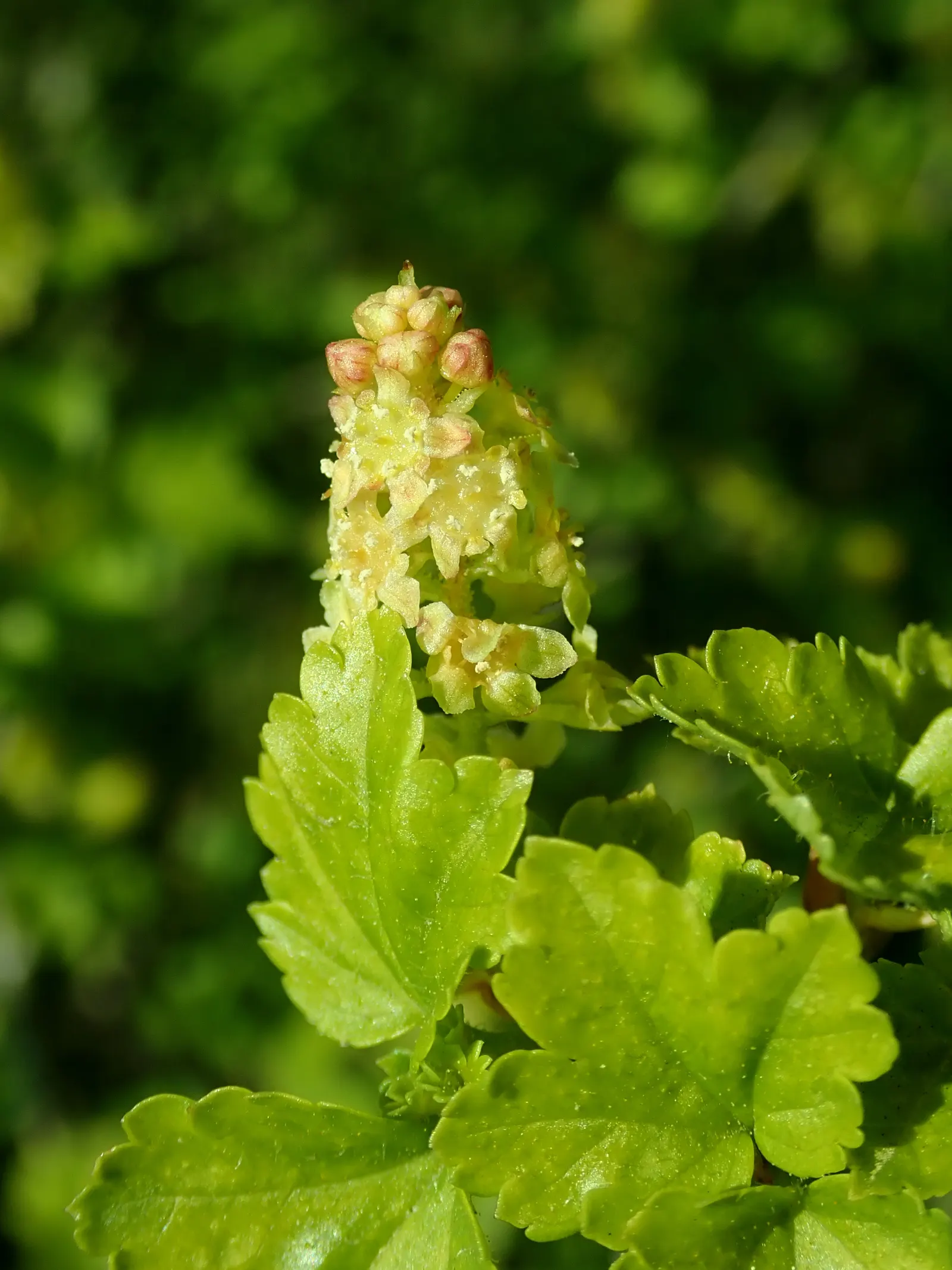 Alpine Current (Ribes Alpinum) — This dioecious plant may produce red berries if both sexes are present; shrub for full or half or shade